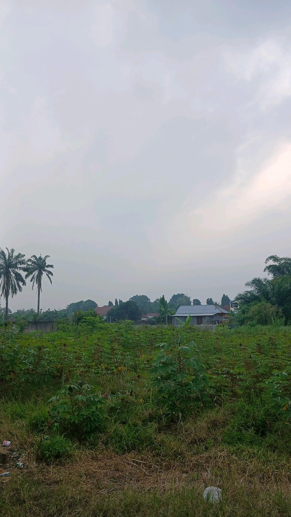 The image depicts an overcast sky over a rural landscape in Hamparan Perak, Indonesia. In the foreground, a field of green plants, possibly cassava, stretches across the frame, interspersed with patches of dry grass. To the left, two tall palm trees stand against the horizon. In the mid-ground, a low-lying concrete wall separates the field from a residential area. Several houses with corrugated metal roofs are visible amongst the trees. The overall scene suggests a somewhat neglected agricultural or undeveloped area on the outskirts of a settlement. There are no people or animals visible in the image.