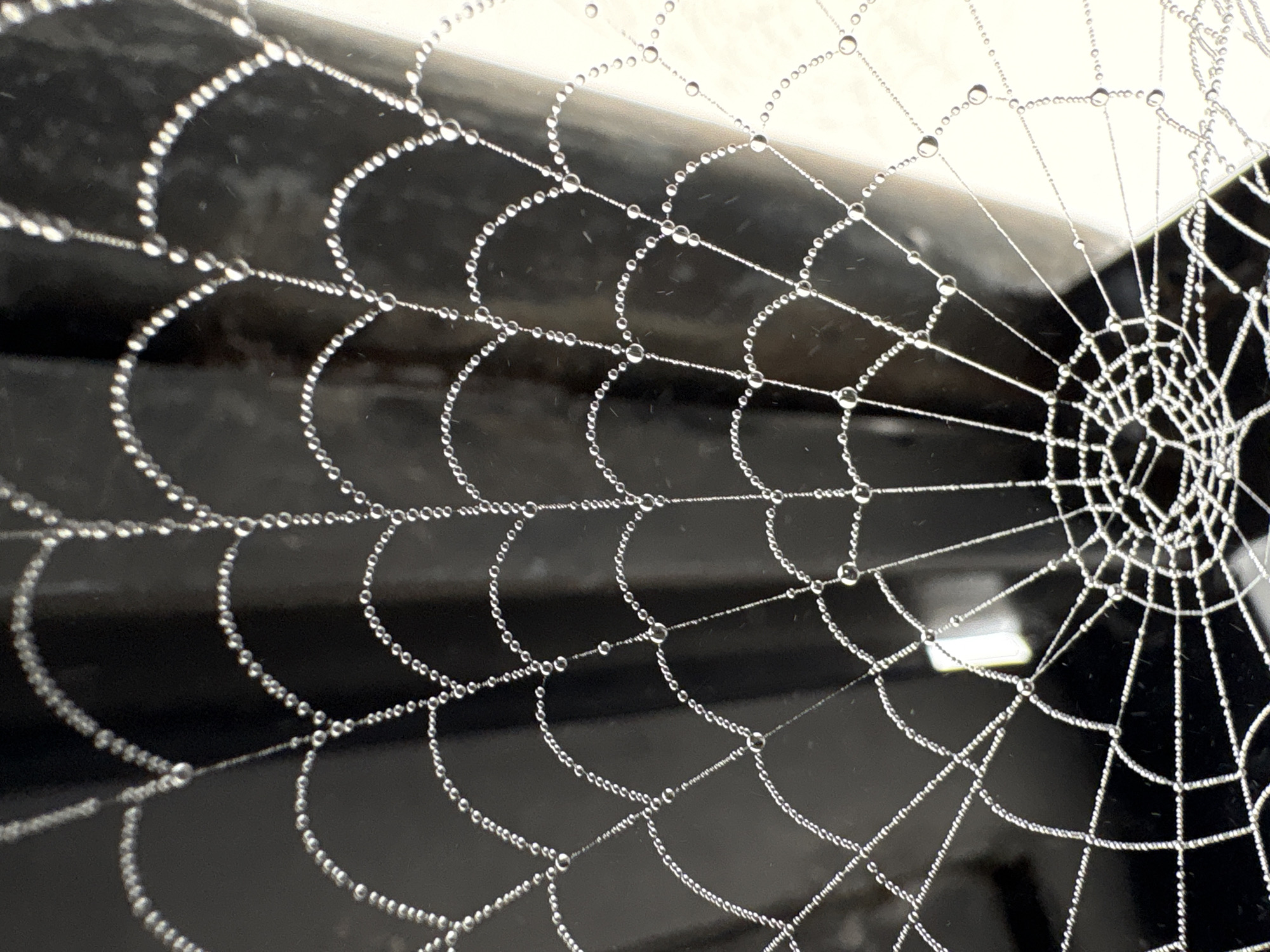 A close-up, detailed photograph captures a spiderweb adorned with numerous small, glistening water droplets. The web, intricately spun, features radial threads and concentric or spiral silk strands. The water droplets, reflecting light, create a sparkling effect on the delicate silk. The background is a dark, out-of-focus blur, suggesting a natural or outdoor environment. The image does not contain any people or specific identifiable landmarks that would indicate its location in Kungur, Russia. The focus is entirely on the macro details of the dew-covered spiderweb.