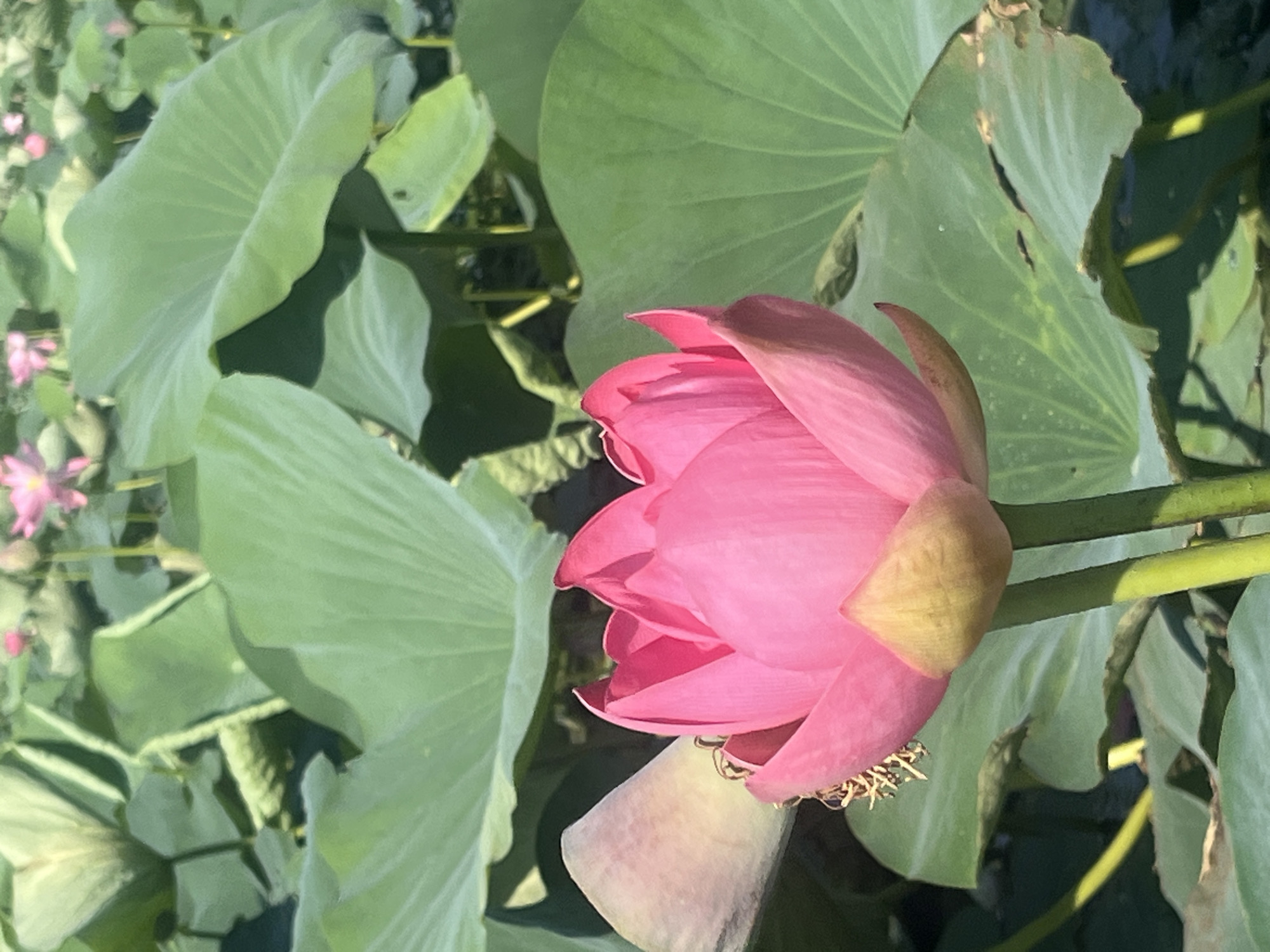 In the foreground, a vibrant pink lotus flower with delicate petals is captured in bloom. The flower is supported by two thick green stems. To the left of the flower, a large, light-colored bud is visible, partially open. The background is filled with lush, green lily pads, some of which are large and circular, while others are smaller and more elongated. A few smaller pink flowers are visible in the distance, scattered among the lily pads. The scene is illuminated by bright sunlight, casting shadows across the water and foliage, suggesting it is a sunny day. This image was taken in the city of Golubitskaya, Russia.