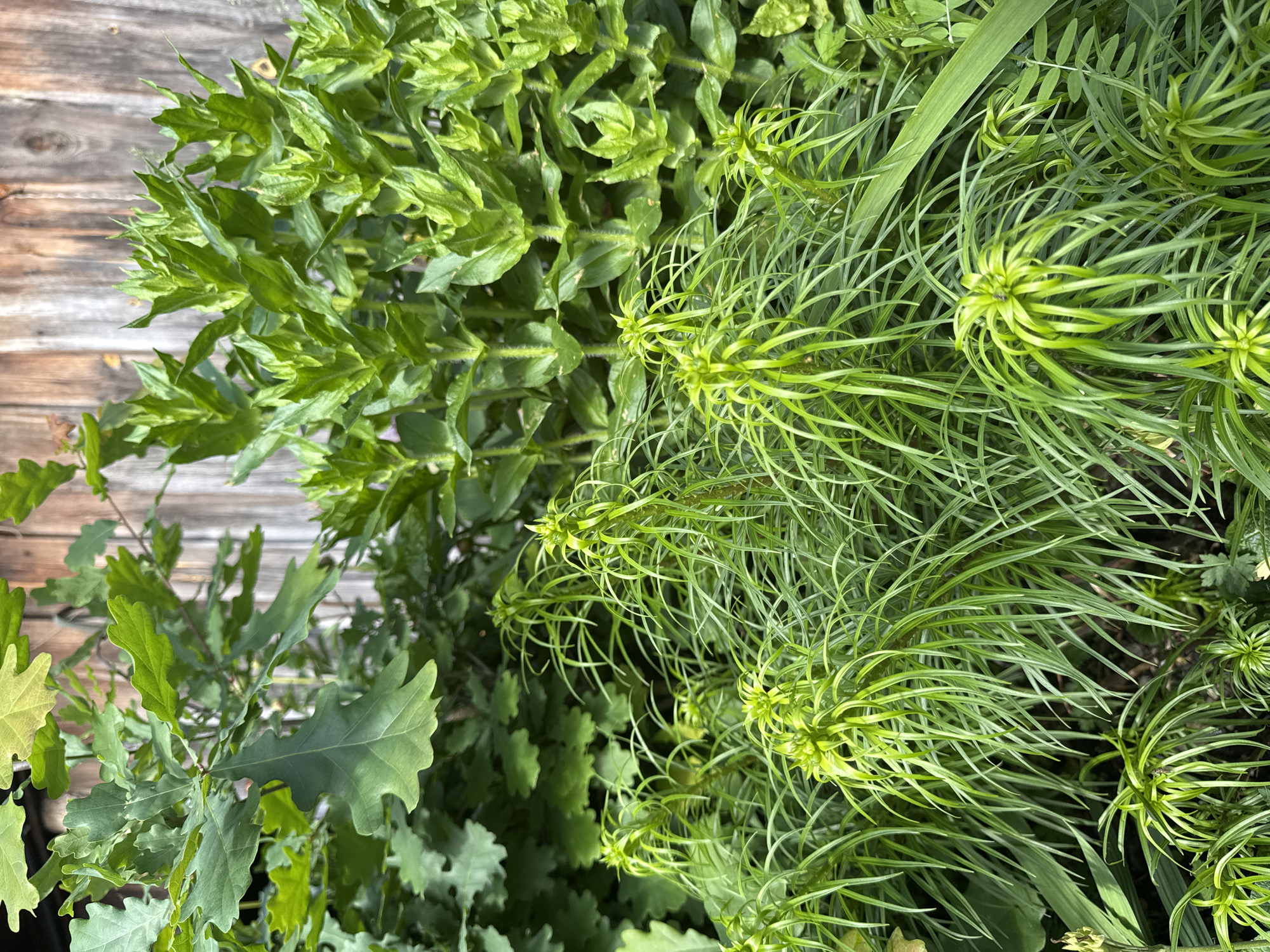 The image displays a close-up view of lush green foliage against a weathered wooden fence. In the foreground, a dense cluster of needle-like green plants with a feathery appearance dominates the scene. These plants have an upright growth habit, with thin, elongated leaves that arch outwards, creating a bushy and textured effect. Behind these, taller plants with broader, pointed green leaves are visible, their stems lined with smaller, tightly packed leaves. In the upper left portion of the image, large, lobed leaves, characteristic of an oak tree, are prominent, adding another layer of greenery. The background consists of a rustic wooden fence, constructed from vertical planks with visible grain and signs of age. The overall impression is one of a vibrant, natural garden setting. The image is undated and unlocated, however, based on the natural elements and typical garden environments, it could be from any region with a similar climate and flora.