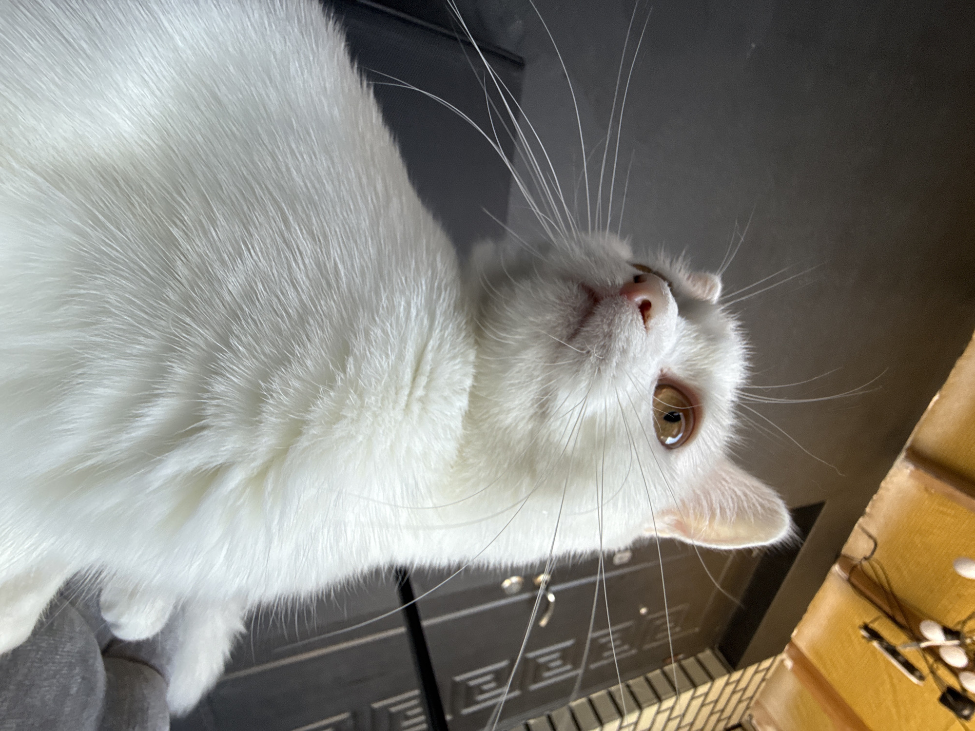 A close-up, overhead shot captures a white cat with prominent whiskers looking upward. The cat's fur appears soft and dense, with a slight sheen. Its eyes are a warm brown, reflecting light. The cat's nose is a soft pink, and its mouth is slightly open, revealing a glimpse of its teeth.
The background is dark and out of focus, suggesting an indoor setting. Hints of texture in the background might indicate furniture or a wall. The lighting appears to be natural, possibly from a window, casting soft shadows and highlights on the cat's face and fur. The overall mood is peaceful and intimate, focusing on the cat's gentle gaze. The composition, with the cat dominating the frame, draws attention to its features and serene presence. The image lacks any visible text.
