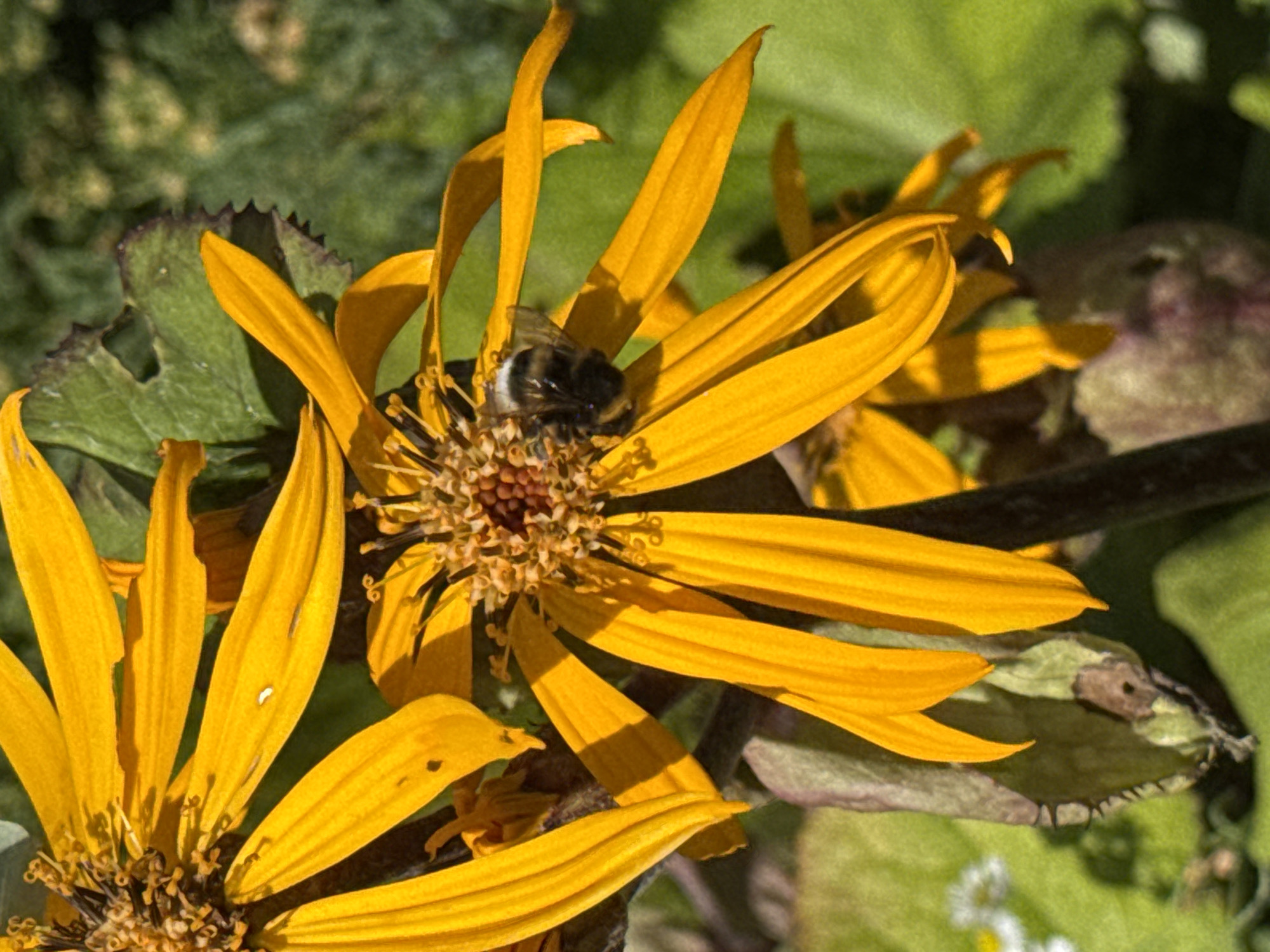 A close-up shot focuses on a vibrant yellow flower with a bumblebee actively collecting pollen. The flower's petals are long and slender, radiating outwards from a darker, textured center. The bumblebee, with its distinctive black and yellow stripes, is positioned on the flower, its body angled towards the center. In the background, blurred green foliage creates a soft contrast, with hints of other small white flowers and brown seed pods visible. The scene is set outdoors, likely in a garden or natural setting. The image is brightly lit, suggesting it was taken during daylight hours. The location is specified as Бараўлянскі сельскі Савет, Belarus.