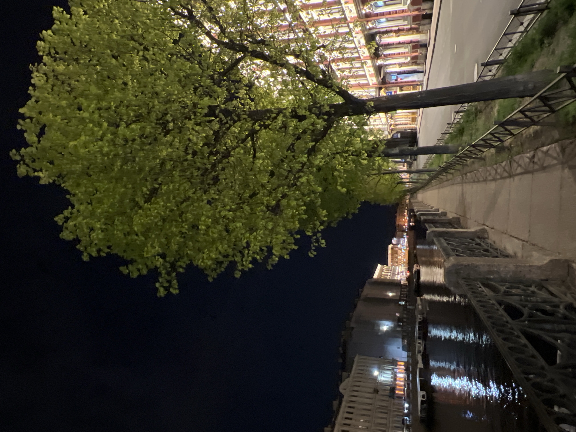 A street in Saint Petersburg, Russia, at night. The image shows a row of trees with green leaves along a sidewalk. A fence runs along the sidewalk, separating it from a body of water (possibly a canal or river). Reflections of lights and buildings are visible in the water. Buildings are lit up and the sky is dark.