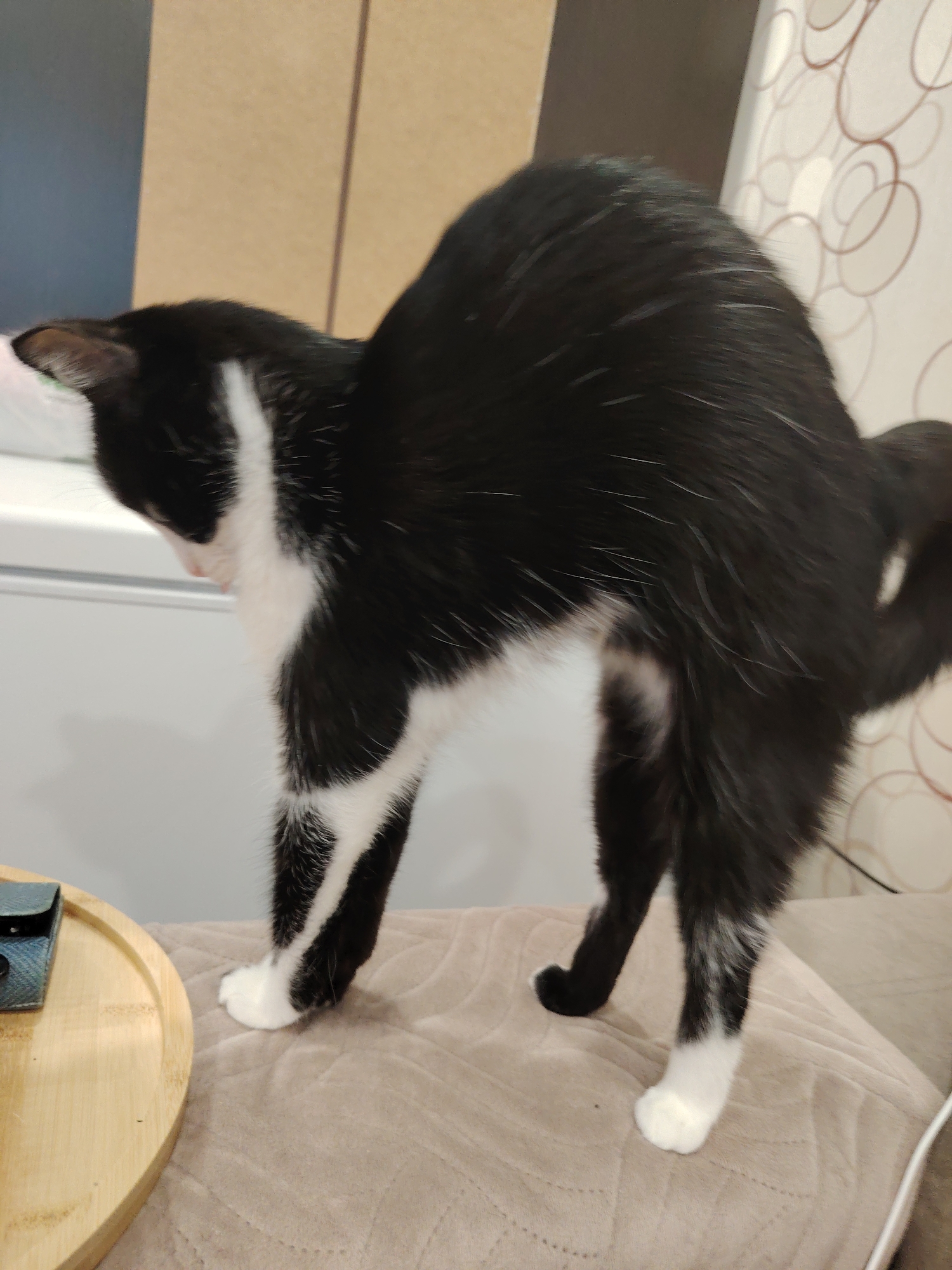 A black and white cat is arched over a beige surface, its tail is curled. The cat is facing to the left of the frame. A wooden tray with a dark object on it is to the left of the cat. The background consists of a wall with a beige and white pattern. The lighting is artificial and appears to be from overhead.