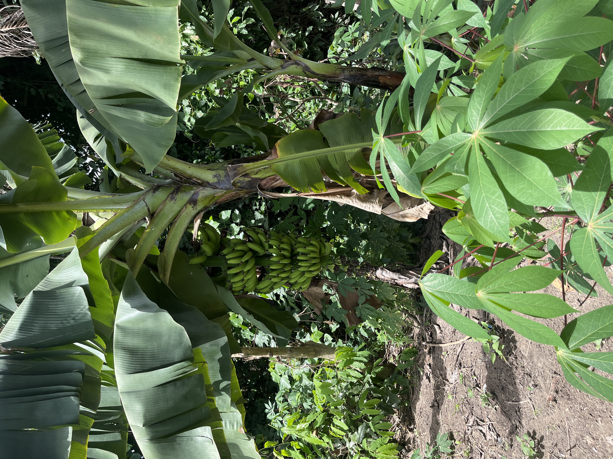 The image depicts a lush, overgrown scene in Iranla, Nigeria. A banana tree laden with a bunch of green bananas dominates the left side of the frame. The tree is surrounded by dense vegetation, including plants with large, star-shaped leaves, possibly cassava. The ground is visible in patches, revealing dark soil. The overall impression is one of a tropical, agricultural setting.
