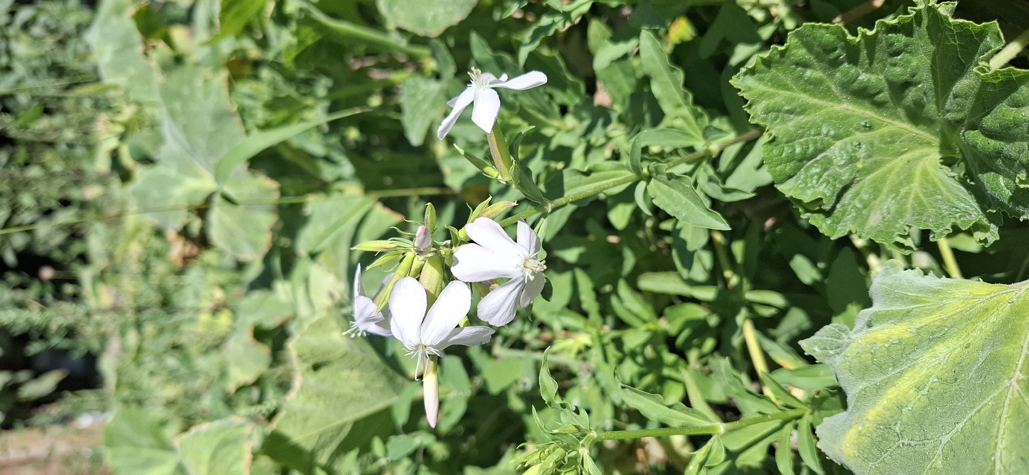 In Ushtobe, Kazakhstan, a close-up shot captures delicate white flowers with five notched petals, some still in bud, nestled amongst lush green foliage. The flowers, appearing to be of the Soapwort family, are primarily centered in the frame, with a few blooming individuals in sharp focus. Surrounding them, the leaves vary in texture, from the smooth, broad leaves of what might be a cucurbit plant in the foreground to the more slender, elongated leaves of the flowering plant. The background is a soft blur of green and brown, suggesting a natural outdoor setting, likely a garden or a meadow, under bright sunlight, indicated by the dappled shadows cast on the leaves. No people or animals are visible in the image.