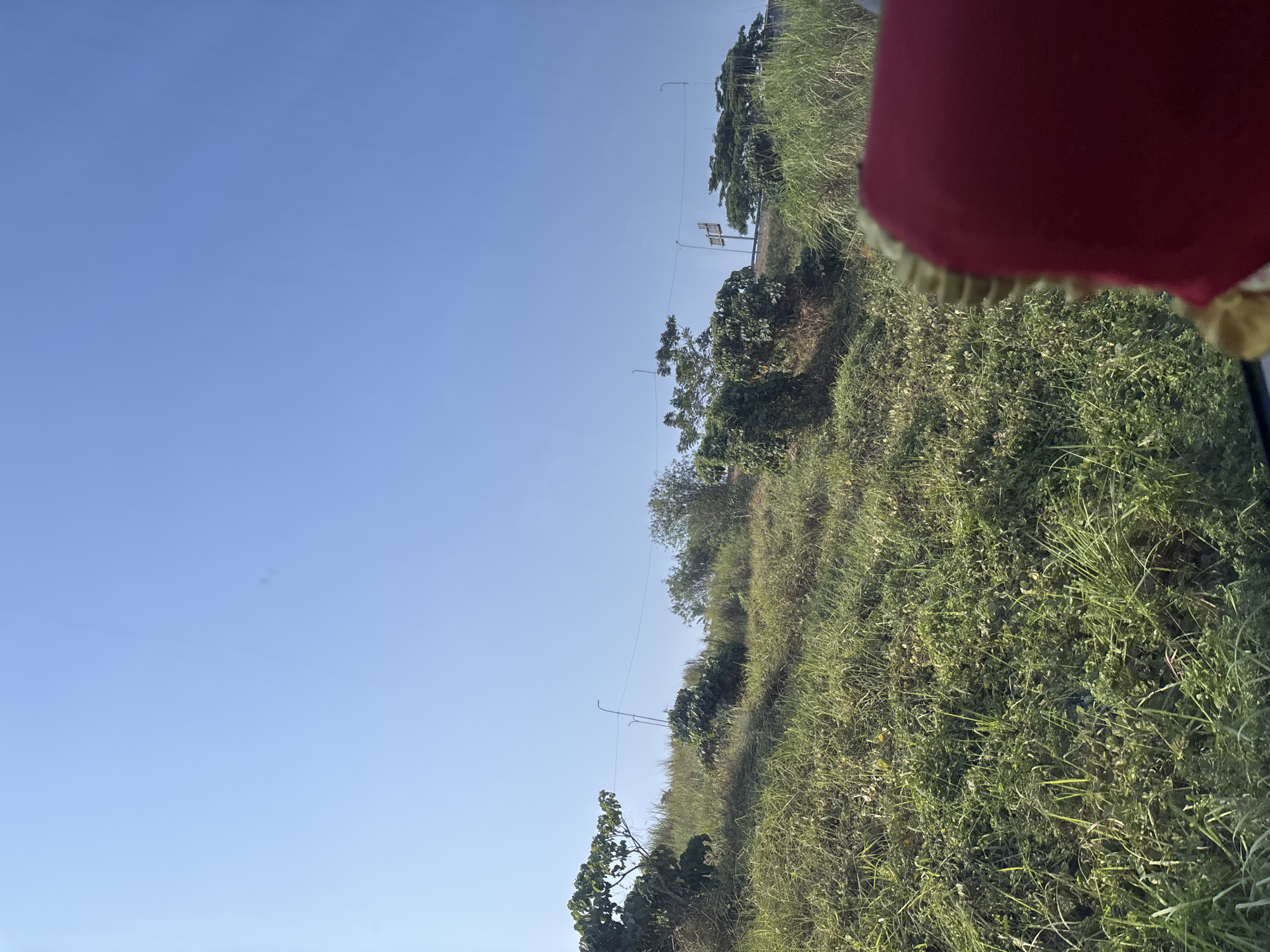 The image depicts a roadside view with a grassy slope under a clear blue sky. The vegetation consists of green grass, some bushes, and scattered trees. In the background, a road or elevated structure is visible with utility poles and wires. A portion of a red object with a gold trim is in the foreground, suggesting the photo was taken from inside a vehicle. The location is described as a roadside in Purwakarta, Indonesia.