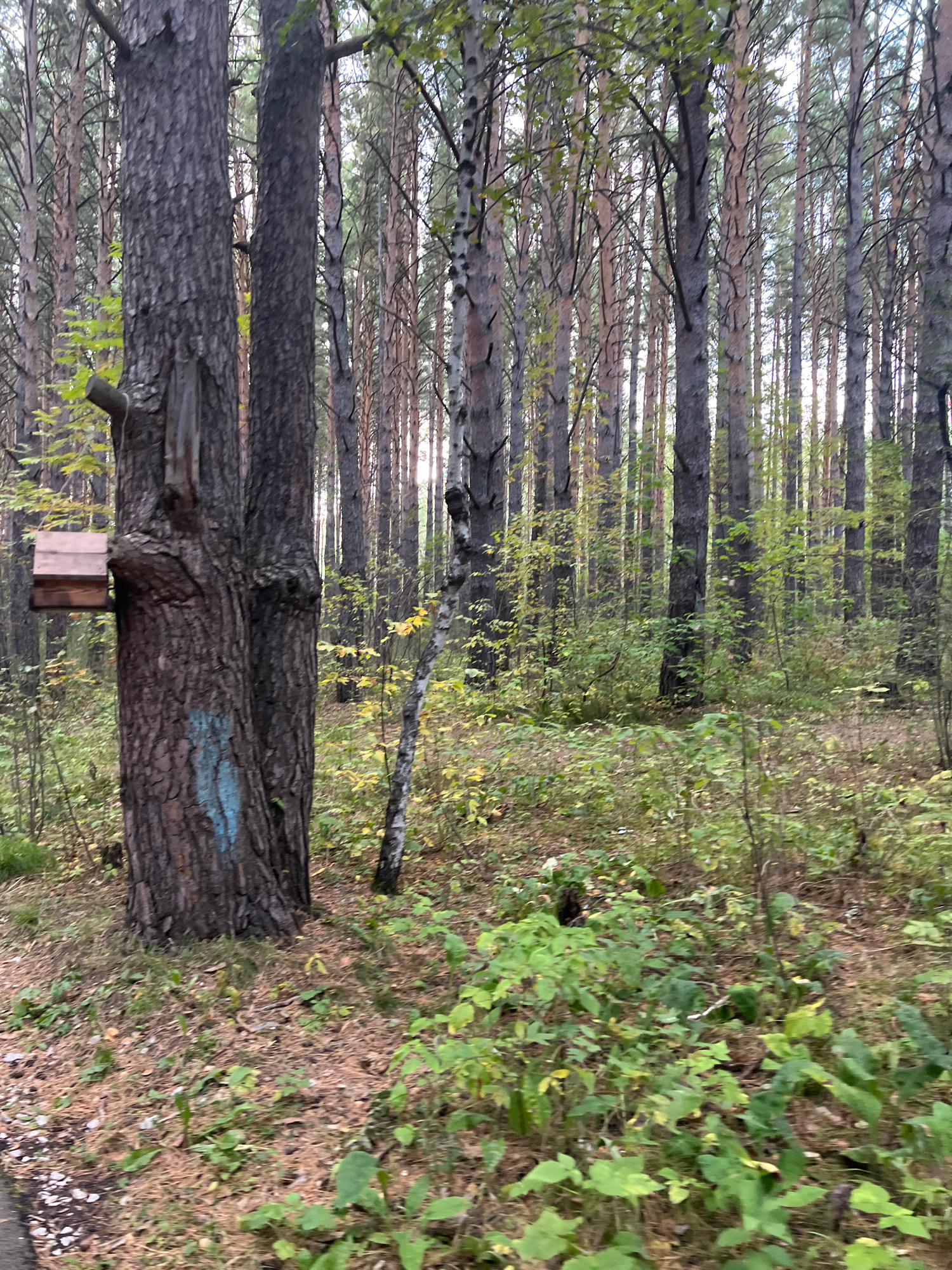 A forest scene in the city of Krasnoyarsk, Russia, features a dense collection of tall, slender pine trees with a light-colored undergrowth of green plants and fallen pine needles on the forest floor. A rustic wooden birdhouse, a simple rectangular structure with a sloped roof, is attached to the trunk of a large pine tree on the left side of the image. This tree trunk has a distinctive blue mark, resembling a vertical stripe or smudge, on its bark. Another, thinner tree with a mottled, lighter bark stands to the right of the main pine, with a sparse arrangement of branches. The lighting suggests an overcast day, with diffused sunlight filtering through the canopy. The overall impression is one of a natural, unmanicured forest environment within an urban setting.