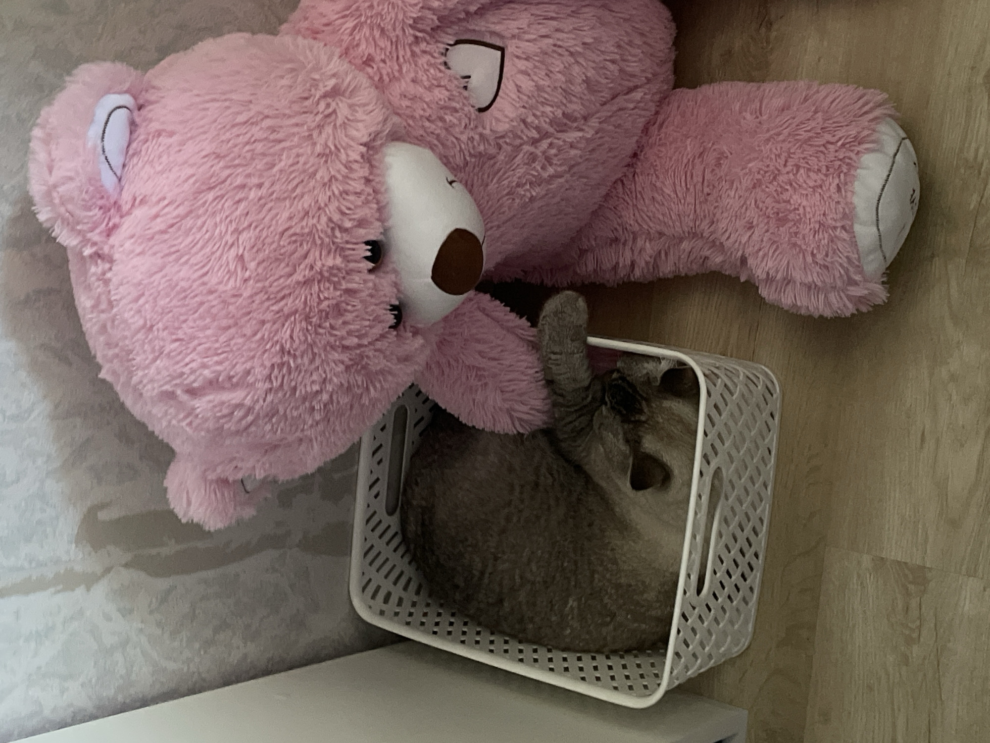 A gray cat is curled up asleep in a white plastic basket. A large, pink stuffed teddy bear is leaning over the basket, appearing to guard the cat. The scene is indoors, with a light-colored, patterned wall behind the cat and basket, and a light-colored wooden floor in the foreground. The environment suggests a domestic setting, possibly a child's bedroom or playroom. No specific location in Votkinsk, Russia can be determined from the image.