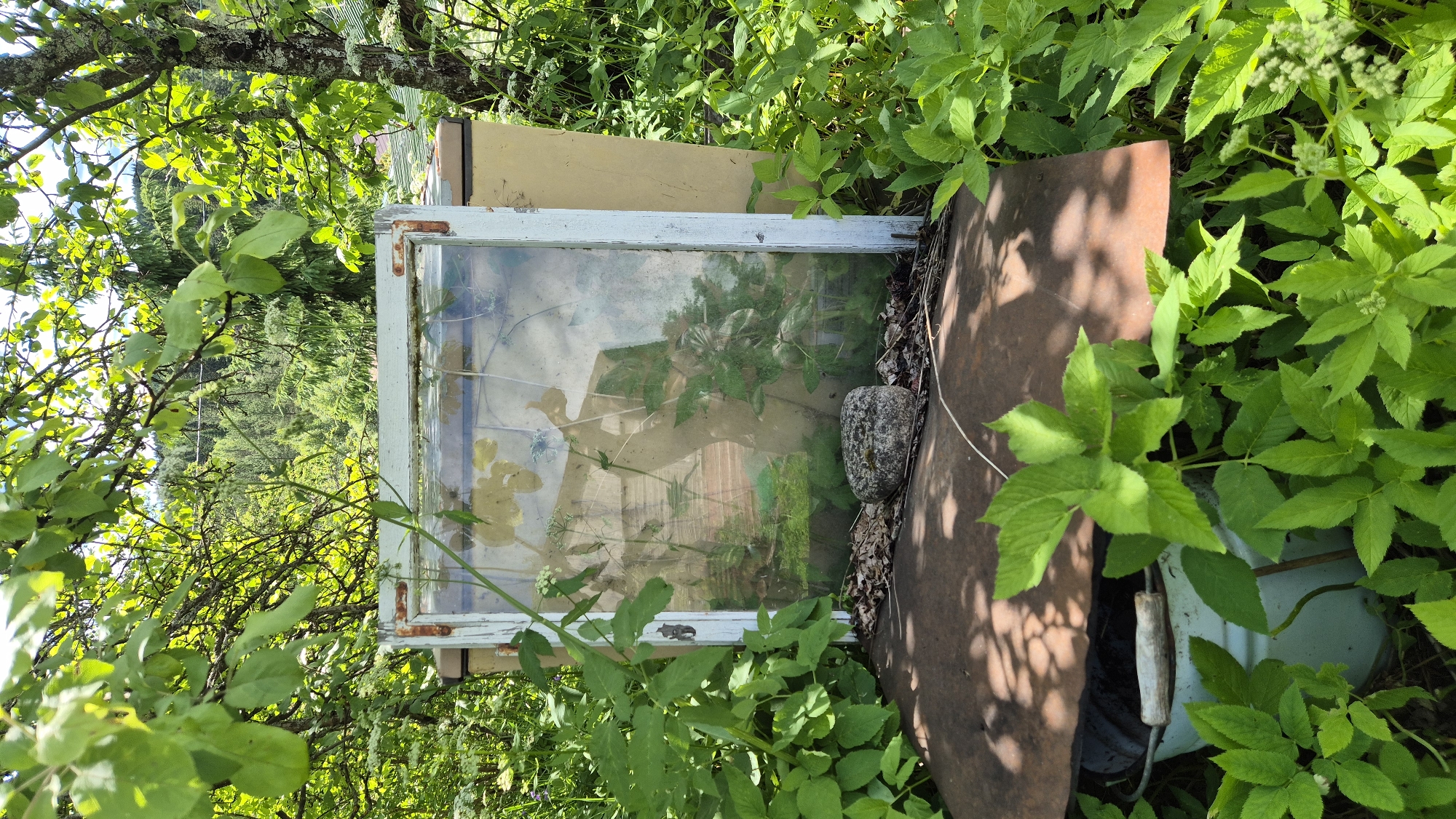 The image depicts an outdoor scene with overgrown greenery in what appears to be a rural or semi-rural setting, possibly within the village of Mashezero, Russia. In the foreground, a weathered window frame with a pane of glass stands upright, supported by what looks like repurposed materials. The glass is reflective and shows distorted images of the surrounding environment, including trees and foliage. Beneath the window frame is a rusty, curved metal surface, possibly the lid of an old appliance or container. A grey bucket with a wooden handle is partially visible beneath the metal surface, surrounded by lush green plants. The background features a dense forest and a distant hillside, suggesting a natural or semi-wild landscape. The overall impression is one of abandonment or a natural reclamation of man-made objects.