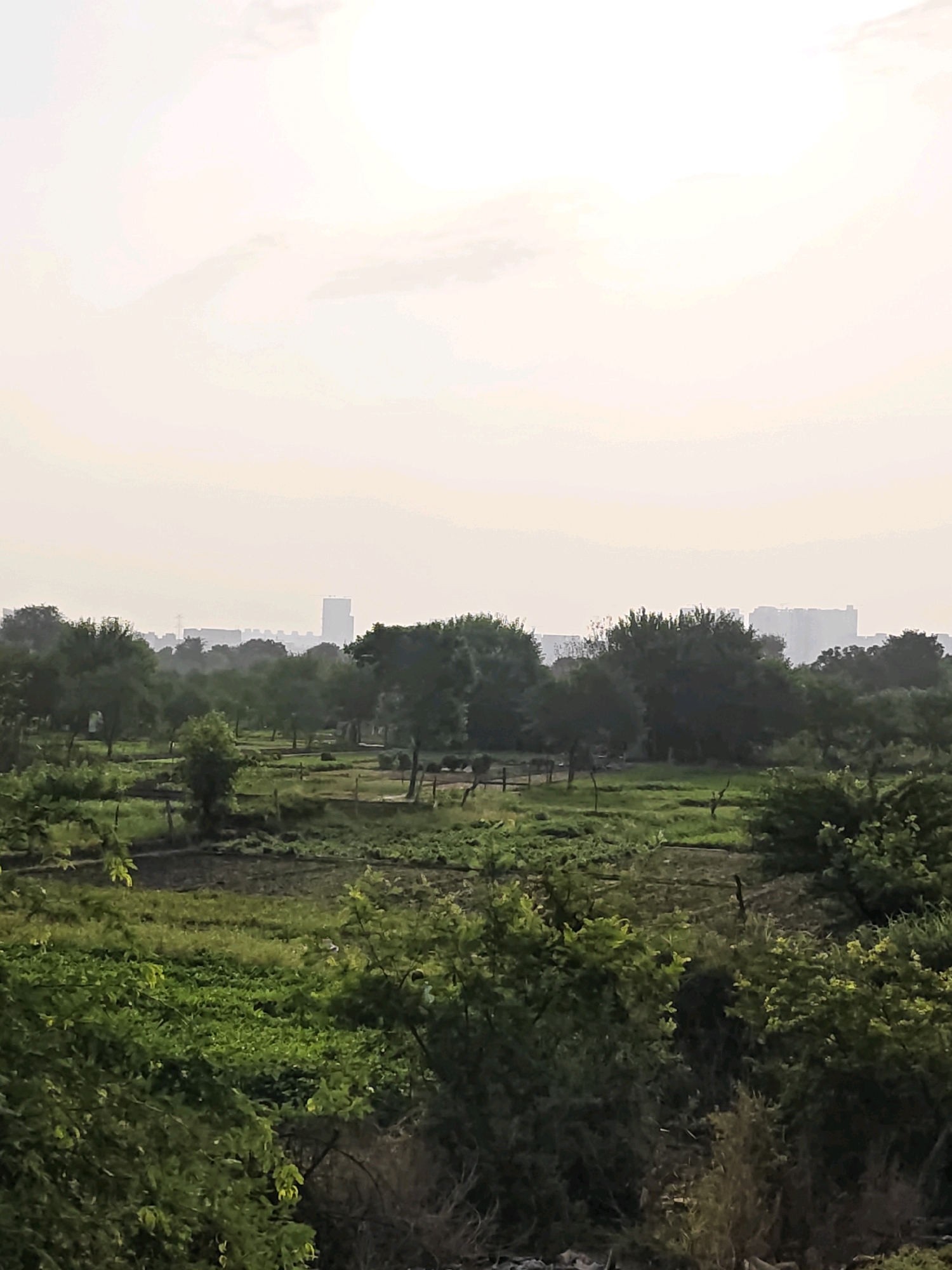 The image shows a rural landscape with fields and trees, with a city skyline in the distance. The foreground is dominated by lush green foliage. Behind the foliage, there are cultivated fields with rows of crops and scattered trees. In the mid-ground, a line of trees forms a dense forest. Beyond the trees, the city skyline is visible, featuring several tall buildings, including skyscrapers, shrouded in a light haze. The sky is overcast, with a bright area suggesting the sun is behind the clouds. The overall scene depicts a transitional zone between rural and urban environments, likely on the outskirts of a large city like Delhi, India.