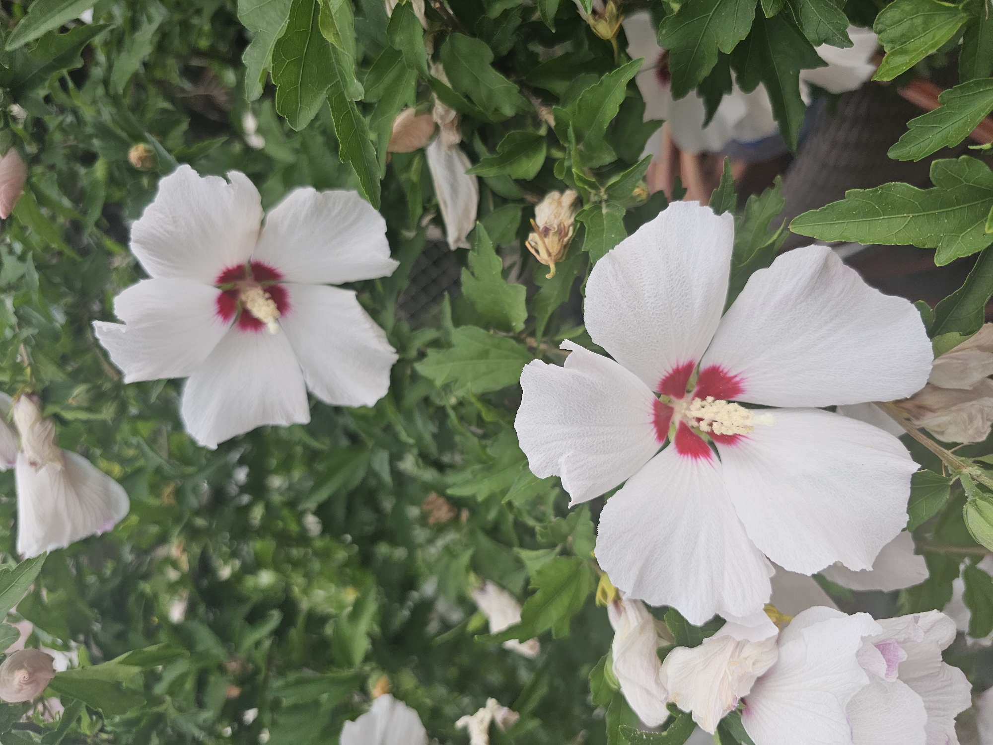 The image displays a close-up view of white hibiscus flowers with red centers, set against a backdrop of lush green foliage. Several flowers are in bloom, some fully open and others partially closed or in bud. The petals are delicate and appear slightly damp, possibly from recent rain or dew. The stamens and pistils are visible in the center of the open flowers, adding a touch of detail. The leaves are a vibrant green, with some showing signs of age or wilting. The overall impression is one of natural beauty and the delicate bloom of flowers in a garden setting. The image does not contain any identifiable landmarks or elements that would allow for specific localization within the city of Odesa, Ukraine.