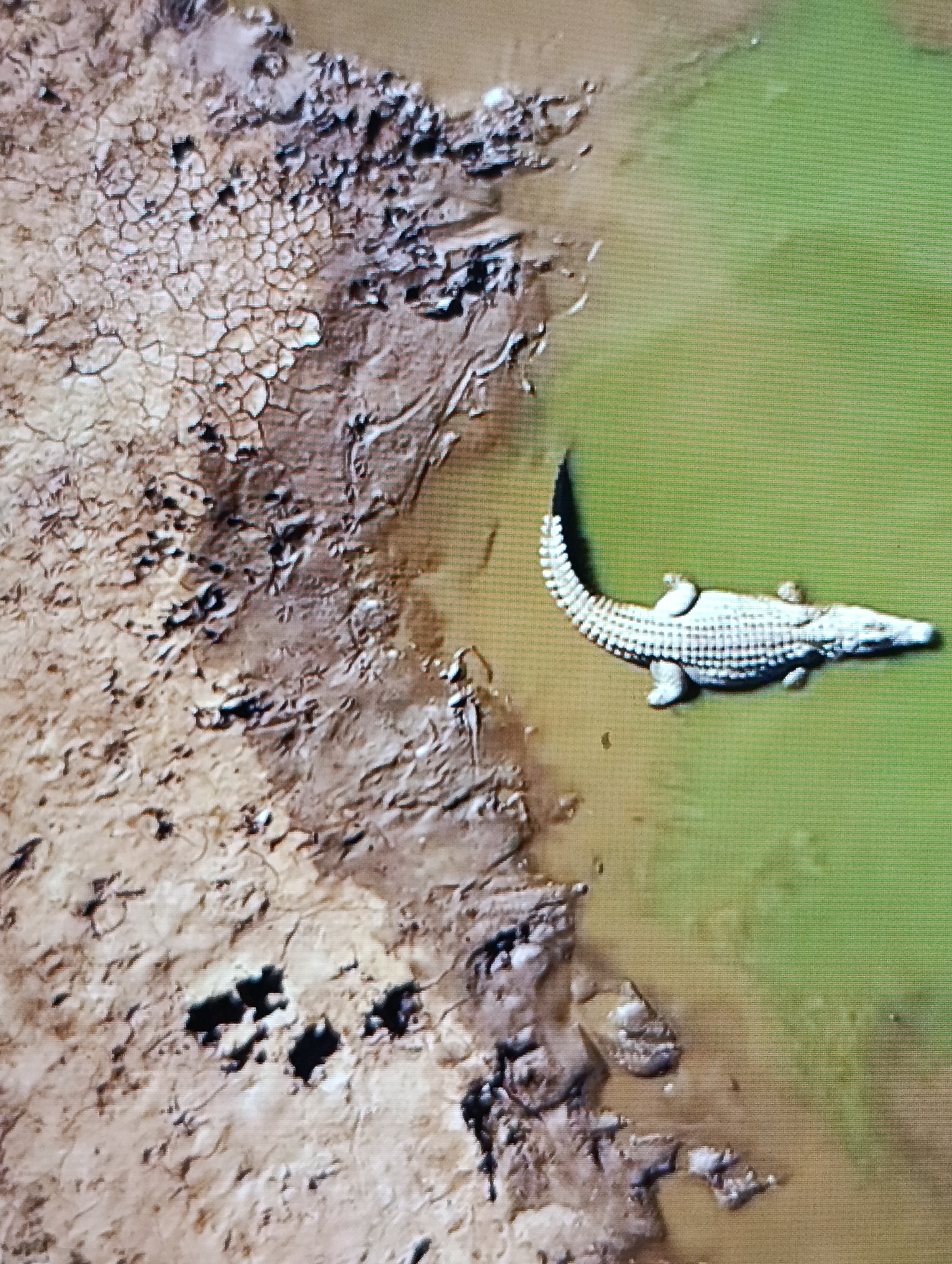 The image shows an aerial view of a crocodile lying in green-colored water, adjacent to a muddy, cracked shoreline. The landscape is dry and arid. The location is Unknown, Unknown.
