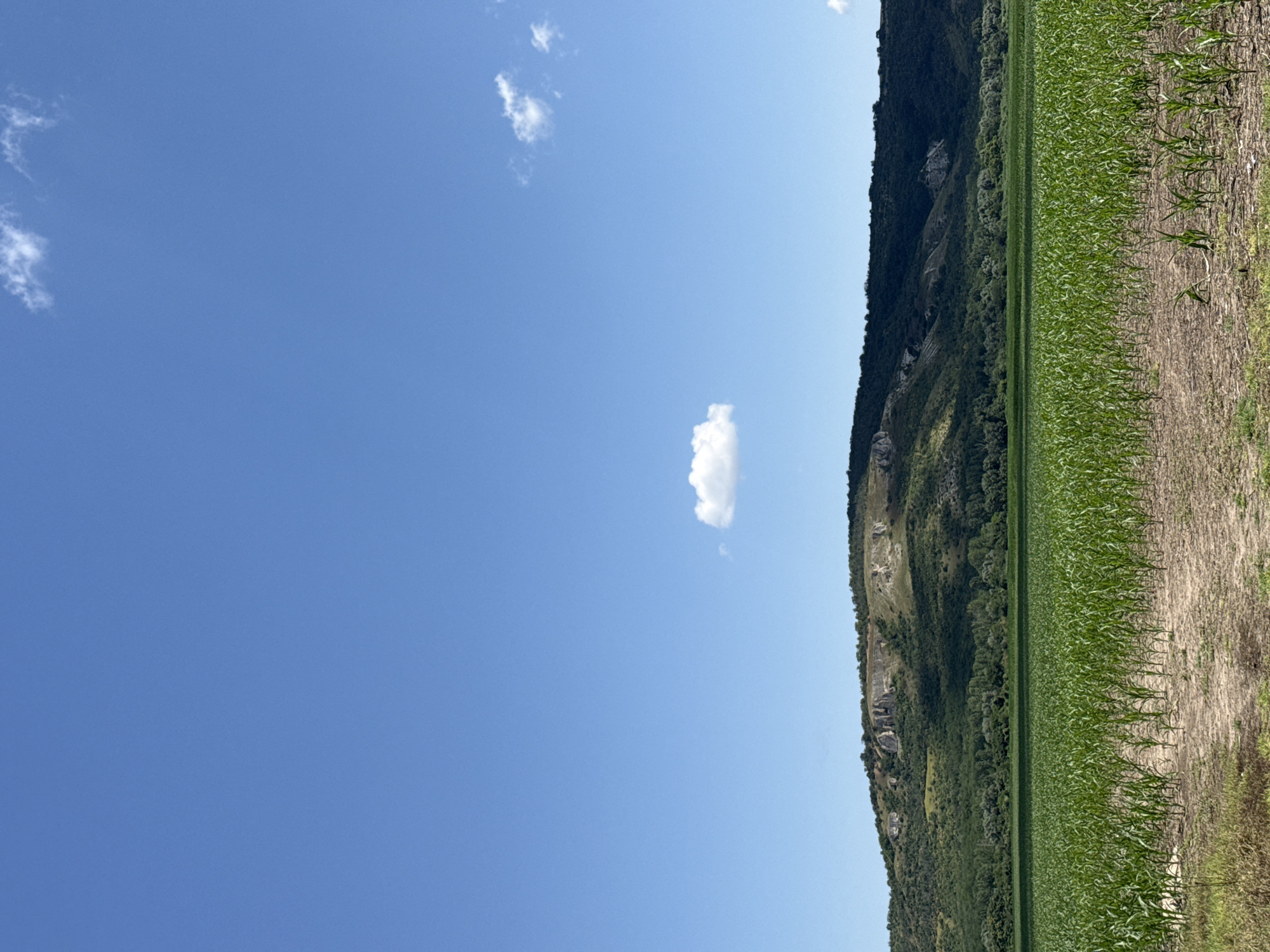 The image depicts a wide agricultural field in Debovo, Bulgaria, under a clear blue sky with a few scattered white clouds. In the foreground, rows of young green corn stalks stretch across the field. The soil appears dry and cracked in some areas, with patches of dry grass bordering the field.
In the mid-ground, a dense line of trees forms a transition between the agricultural land and the hills beyond. The background is dominated by a large, verdant hill with rocky outcrops visible on its slopes. The overall scene conveys a rural, natural landscape. There are no people or animals visible in the image, and no apparent actions or interactions are taking place.