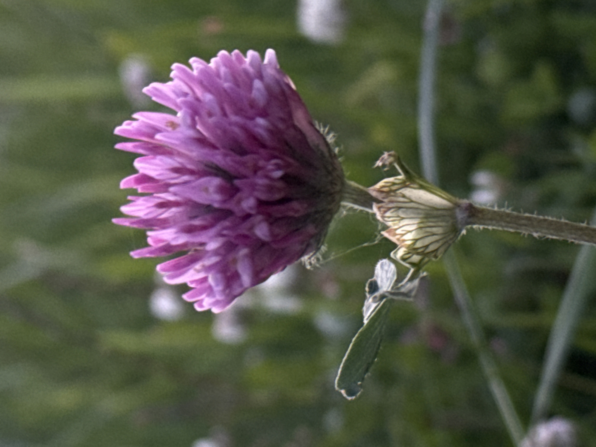A close-up shot depicts a purple clover flower. The flower is positioned on the right side of the frame, angled slightly to the left. A green, leafy background is blurred. The scene is probably located outdoors. It is not possible to determine if the scene is located in the city of Minsk, Belarus from the context given.