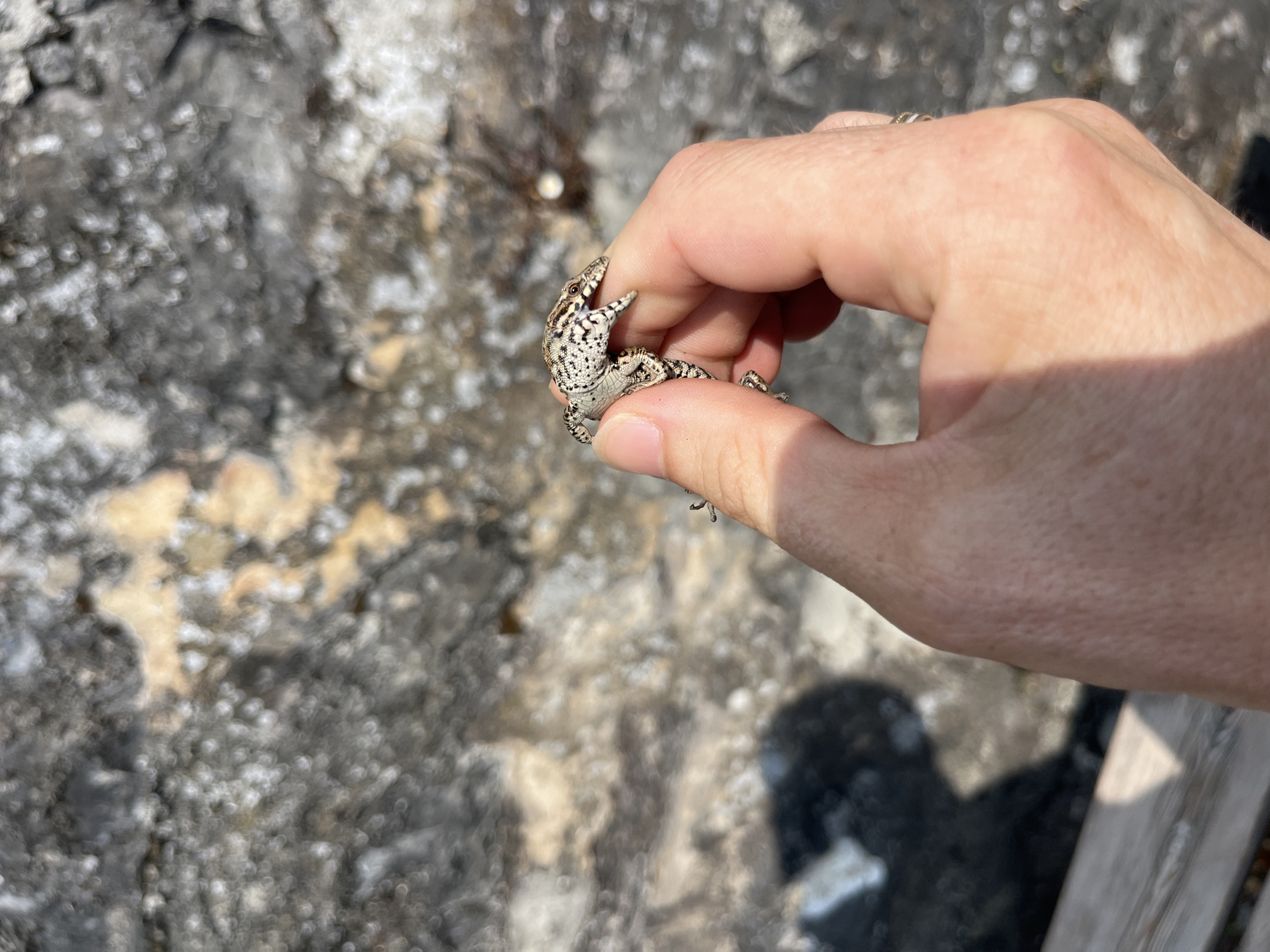 A close-up, over-the-shoulder shot shows a person's hand holding a small, light-colored lizard with dark speckles. The lizard's body is curled around two fingers, and its head is turned to the right, revealing its open mouth and sharp teeth. The background is out of focus, showing a textured, grey, rocky surface with patches of yellow and white. A dark shadow, likely cast by the person or an object, is visible on the lower left of the image, partially obscuring a wooden surface. The scene appears to be outdoors, possibly in La Tour-de-Peilz, Switzerland, given the rocky terrain and natural lighting. The lighting suggests it is daytime.