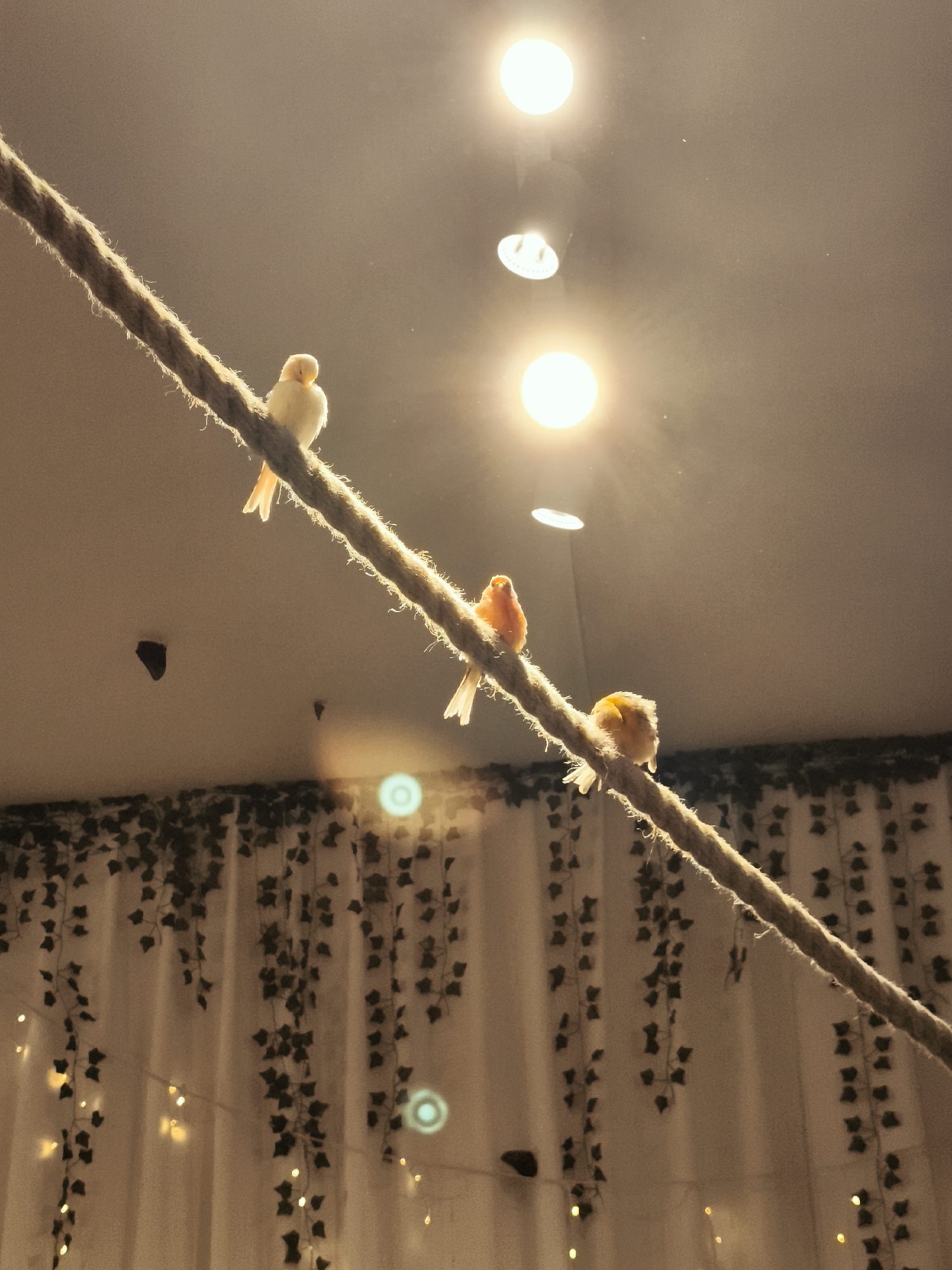 The image shows three canaries perched on a thick rope suspended diagonally across the frame. The birds are small and appear to be a light yellow and orange color. The rope is textured and appears to be made of natural fibers. Behind the birds, the ceiling is visible with several bright lights. A backdrop of white curtains adorned with artificial ivy garlands and fairy lights is also present. There is no discernible indication of the city of Gdańsk, Poland within the image. The scene appears to be indoors, possibly a home or a specialized bird enclosure.