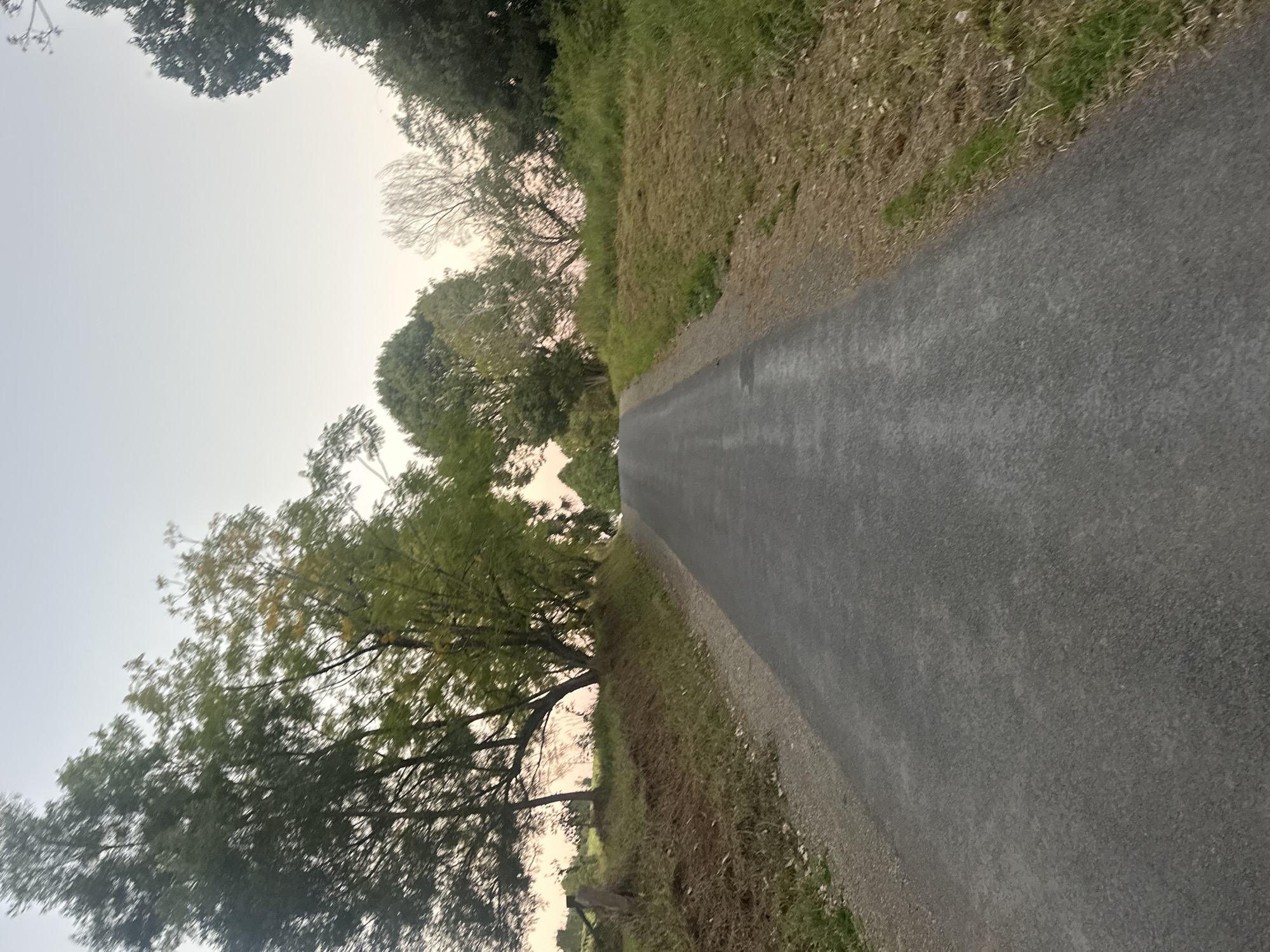 The image depicts a paved road ascending a gentle incline through a rural landscape. On either side of the road, the terrain is characterized by grassy slopes, some of which appear to have been recently mown, with patches of dry vegetation. A line of trees with green foliage lines the left side of the road, with a wooden fence post visible in the foreground. The sky above is a pale, hazy expanse, suggesting either dawn or dusk. The overall impression is one of a quiet, natural setting. There is no indication of the city of Thora, Australia, or any specific geographical markers to identify the location as such. There are no people or animals visible in the image.