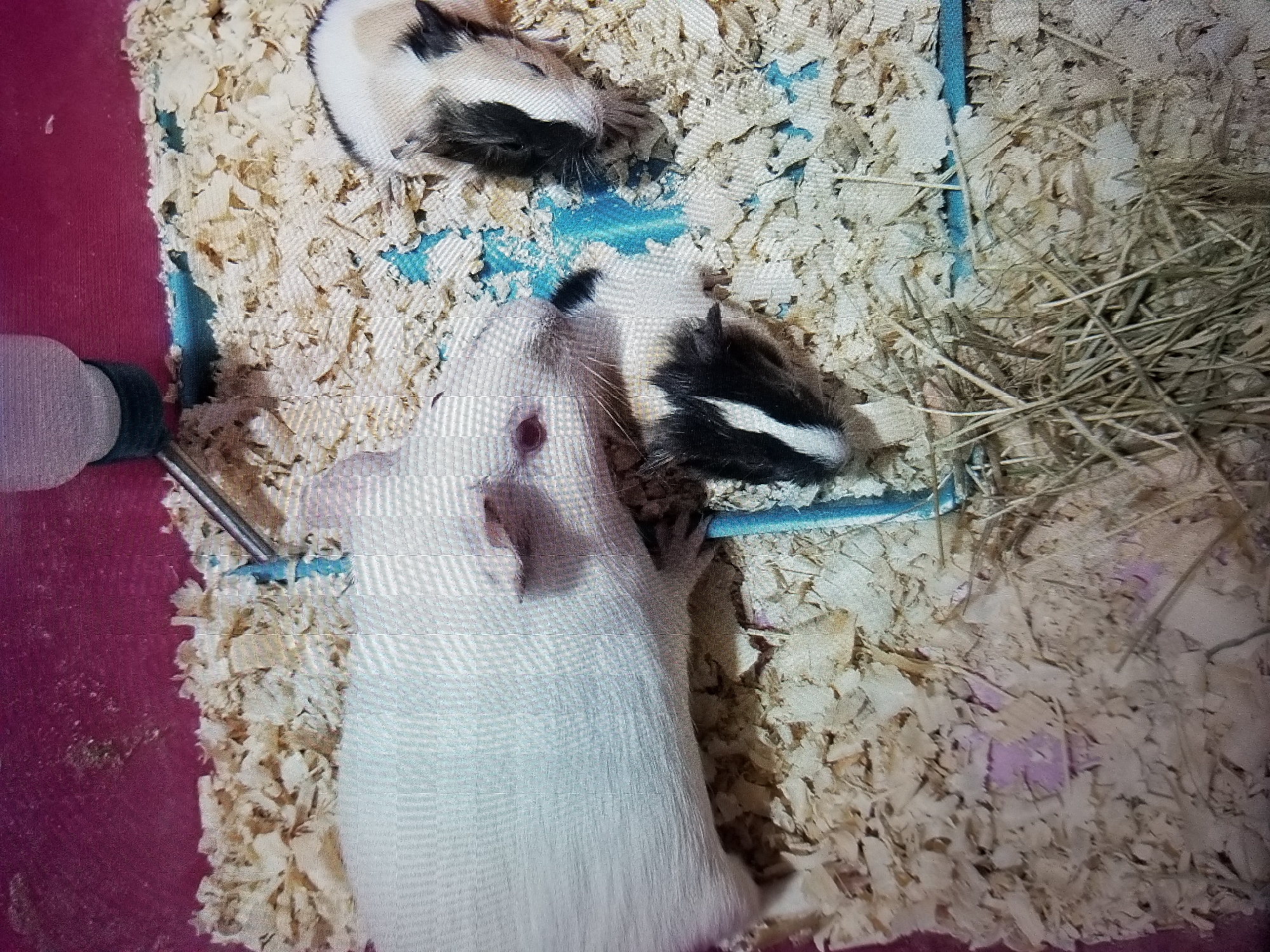 The image shows three guinea pigs in a cage filled with wood shavings. One guinea pig is white with pink eyes, and it is lying down. Another guinea pig is black and white with a striped pattern on its face, and it is also lying down. The third guinea pig is black and white with patches of color on its face and body, and it is sitting up. The cage has a blue plastic bottom and a water bottle attached to the side. There is also some hay in the cage. The image appears to be taken from a high angle, looking down into the cage. The location of Tiraspol, Moldova is not visible or discernible from the image.