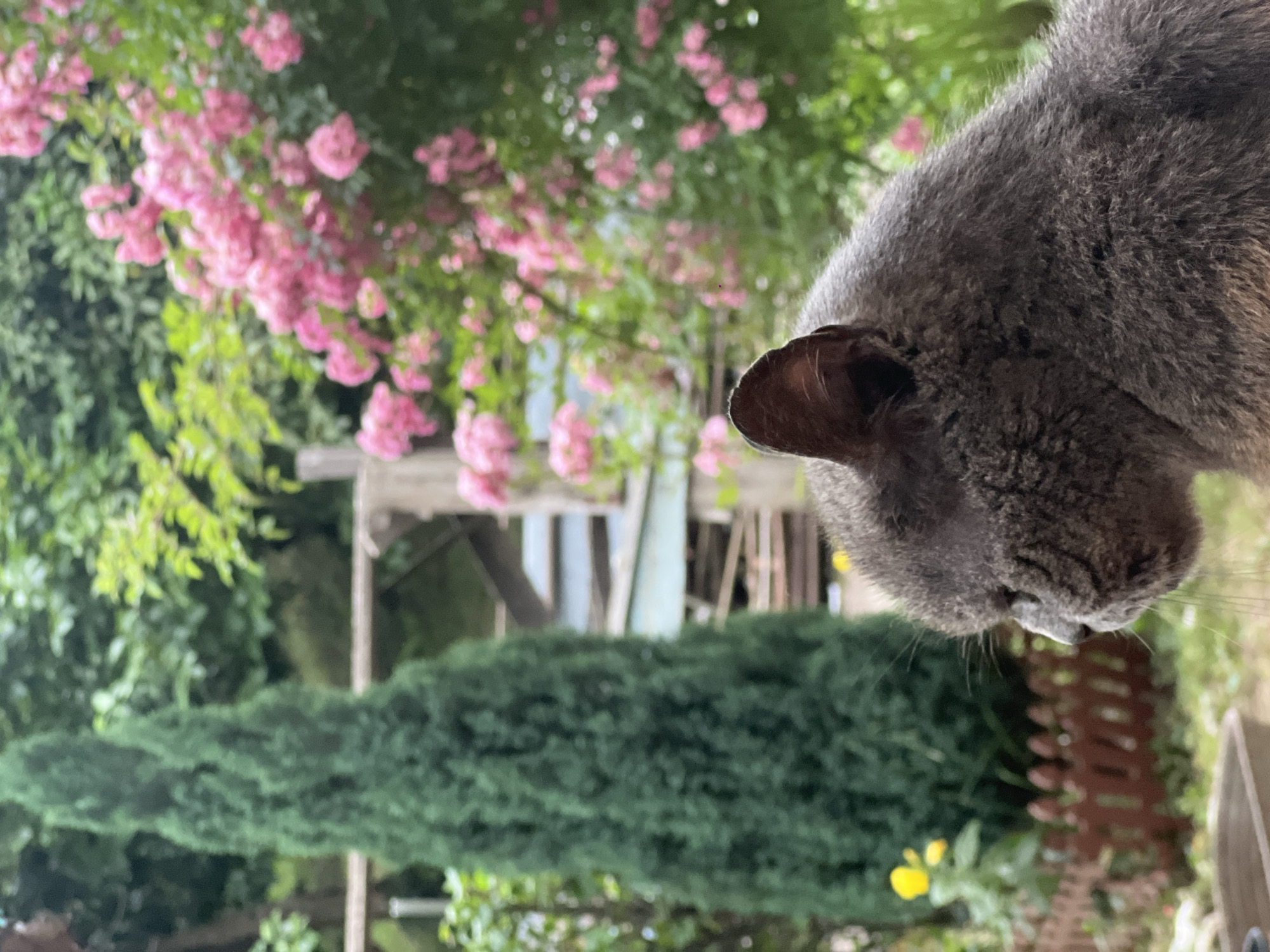 In an outdoor setting, a gray cat is positioned in the foreground, facing to the left. Its fur appears short and dense. Behind the cat, a tall, slender evergreen tree stands prominently, its needles a deep green. To the right, a cluster of pink roses blooms against a backdrop of lush green foliage. The environment suggests a garden or a backyard, with a wooden fence visible in the mid-ground. The lighting indicates it is daytime. The location is not specified.