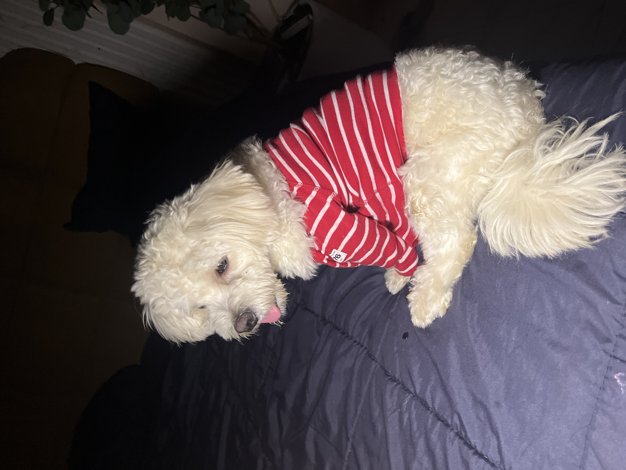 A white dog wearing a red and white striped shirt is sitting on a dark blue quilted surface. The dog is facing to the left, with its tongue slightly out and its head tilted. The background is dark, with some out-of-focus shapes that suggest furniture and a plant. The image appears to have been taken indoors. There is no specific information or context provided that would indicate the location is in Abuja, Nigeria.