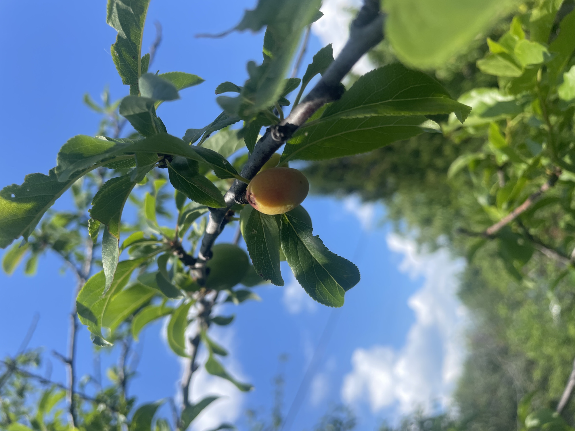 An outdoor, close-up, eye-level, portrait shot shows an unripe, yellow plum hanging from a branch of a plum tree. The plum is on the right side of the frame, and the background consists of green leaves, brown branches, and a bright blue sky with scattered white clouds. The plum is oval-shaped and has a stem attaching it to the branch. The leaves are various shades of green and appear to be healthy. The branches are thin and rough. The sky is clear and sunny. The image is taken in the city of Unknown, Russia.