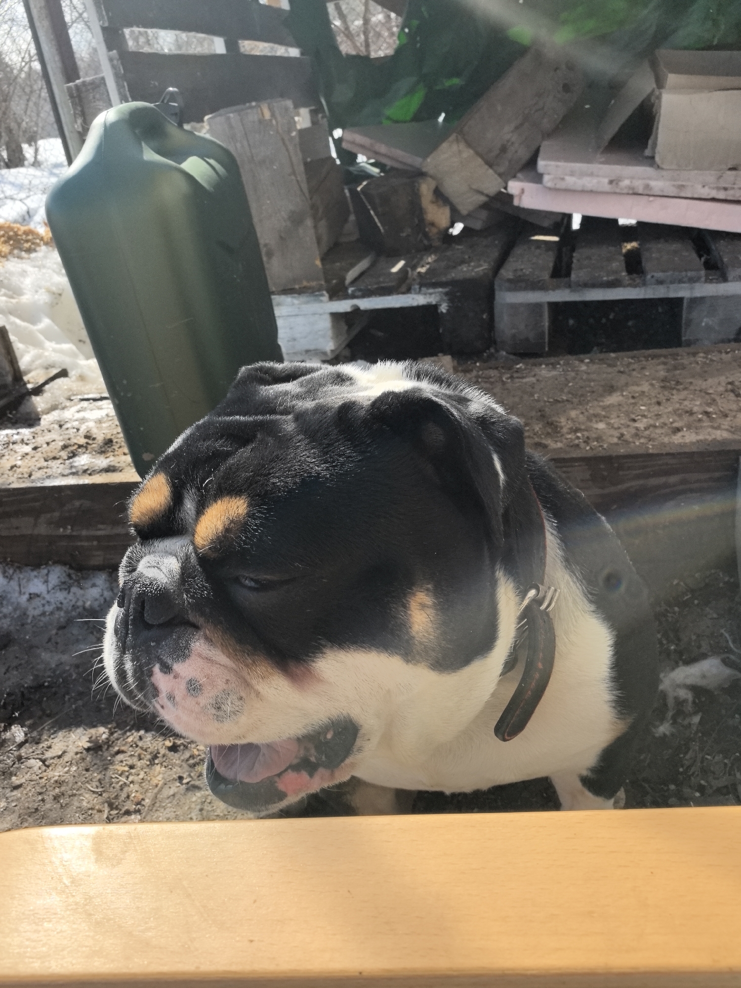 The image portrays an outdoor scene in Noviy, Russia, dominated by an English Bulldog-type dog in the mid-foreground. The dog exhibits a tricolor coat of black, white, and tan markings, with distinct tan patches above its eyes. It is positioned facing left, its mouth partially open, revealing a pink tongue and gums. A dark-colored collar with a metallic buckle is visible around its neck. Its right eye appears squinted or partially closed. A light-colored wooden surface occupies the bottom portion of the frame. The background consists of a cluttered yard area. To the left of the dog, a dark green plastic jerrycan stands upright on ground interspersed with patches of melting snow and exposed dirt. To the right, stacked wooden pallets, various pieces of scrap lumber, and a section of pink rigid foam insulation are visible. Bare trees and distant vegetation are present in the far background under clear, sunny conditions, indicated by direct light and lens flare in the upper right quadrant of the image. No human subjects are present.