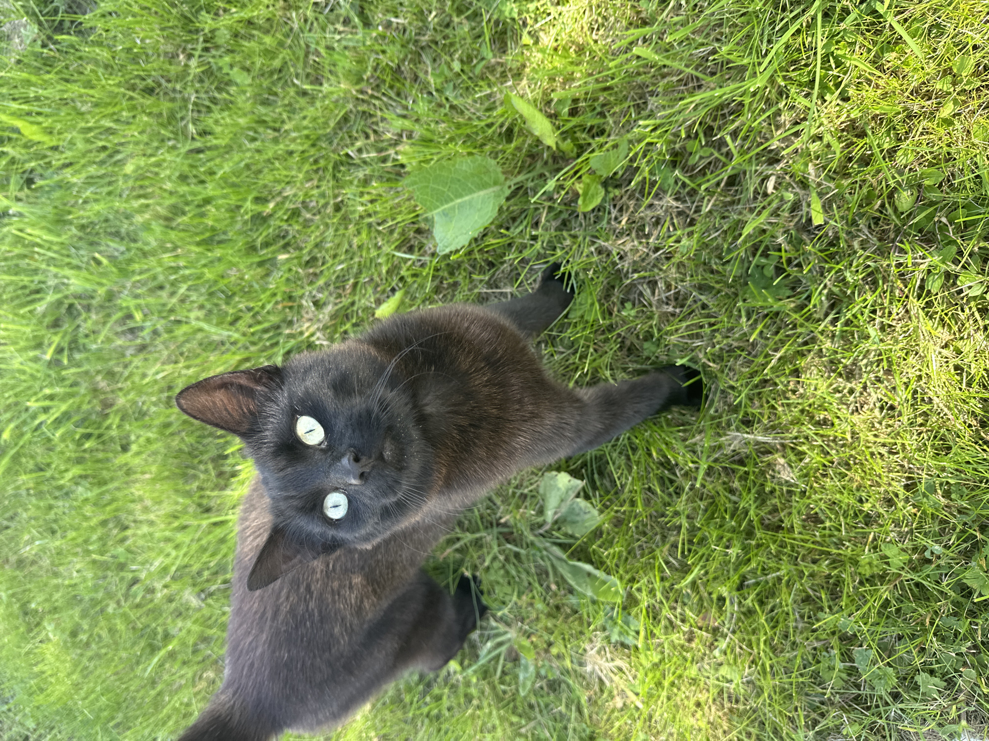 The image shows a black cat with bright green eyes standing on a patch of green grass. The cat is looking up and to the right, with its head tilted slightly. The grass appears to be in a backyard or park, with some scattered leaves and debris. The lighting suggests it is daytime, possibly late afternoon, due to the shadows. There are no people or buildings visible in the image. The location is described as Moortown, Ireland, but there are no specific visual cues within the image to confirm this location.