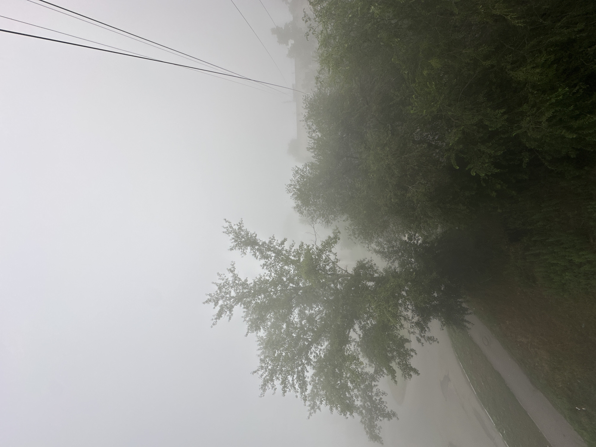 This is a medium-shot, eye-level photograph of a foggy day in the city of Biysk, Russia. The foreground features lush green trees and vegetation. A paved pathway runs diagonally across the lower left portion of the image, bordered by grass. In the upper right quadrant, three dark cables stretch across the hazy sky, suggesting the presence of a cable car or power lines. The background is obscured by dense fog, with faint outlines of buildings and more trees visible in the distance. The overall atmosphere is muted and serene due to the fog, with limited visibility and a monochromatic palette dominated by shades of gray and green.