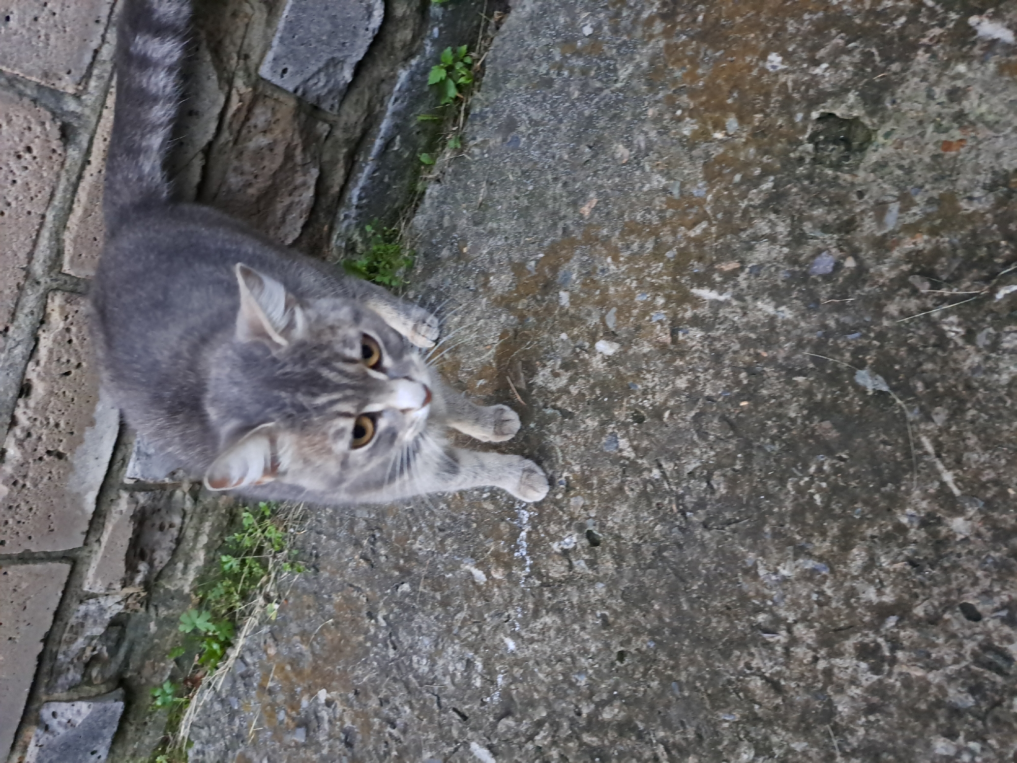 A grey tabby cat with yellow eyes stands on a textured concrete surface near a brick wall. The cat is facing towards the camera, with its body angled slightly to the right. Green weeds grow between the concrete and the brick wall. The scene appears to be an outdoor, urban environment, possibly in Черницк, Russia.