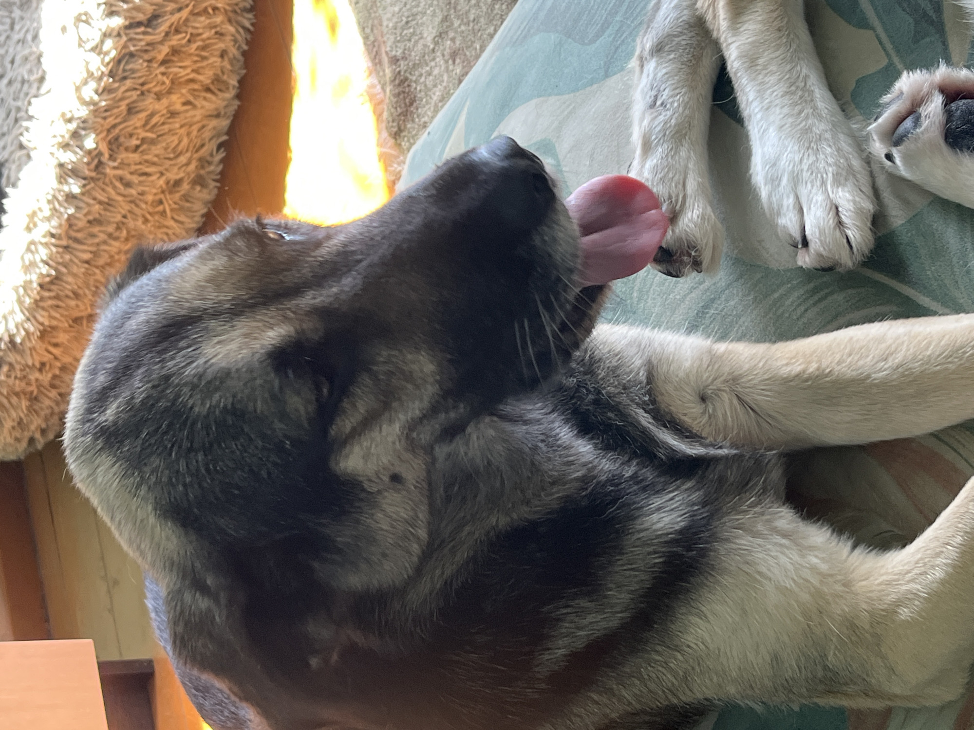 A close-up, eye-level shot shows a German Shepherd dog lying down, with its head turned to the right, and its tongue lolling out. The dog's fur is a mix of black, tan, and gray. It is resting on a surface with a camouflage pattern, and its paws are visible in the foreground. In the background, a furry rug is visible, as well as a wooden floor and furniture. The lighting suggests it is daytime, with sunlight streaming in from the right. There is no identifiable location in Nizhny Tagil, Russia.