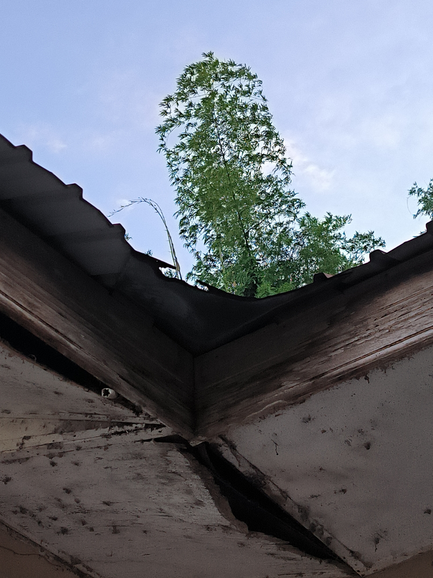 View looking upwards at the corner of a dilapidated building. The roof is dark and corrugated, with visible signs of wear and tear. The walls are stained and cracked, with peeling paint. Through the opening in the roof, a tall green tree is visible against a blue sky with some clouds. There are no people visible. The environment suggests neglect and decay. The location is Lhokseumawe, Indonesia.