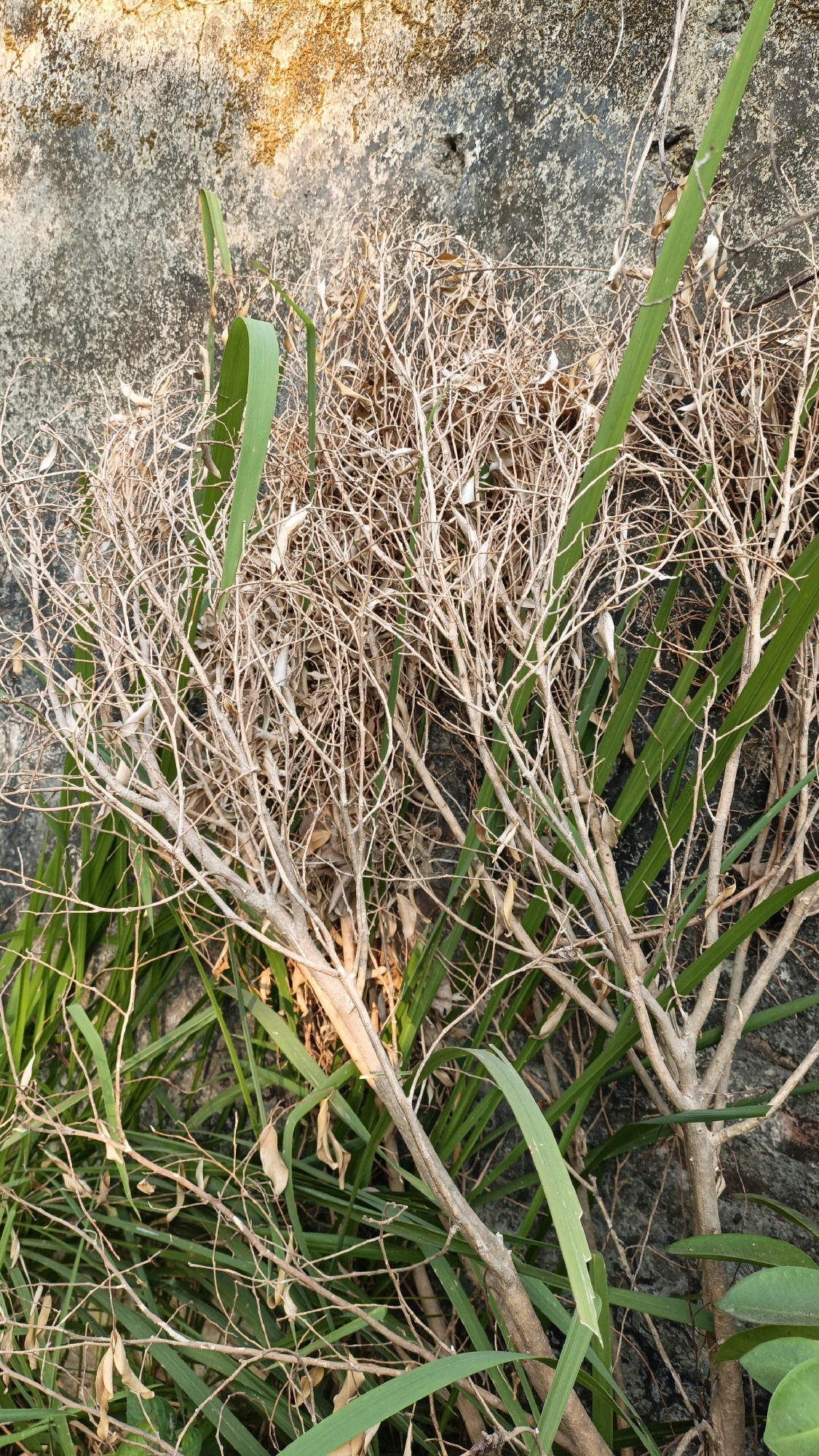 This is a close-up, eye-level, medium shot of dry, dead branches intertwined with green grass and leaves against a textured, rough gray concrete wall. The wall is illuminated by warm, directional light from the top left, creating bright highlights and shadows. The branches are light brown and papery, with a dense network of twigs. Some small, dried seed pods are visible among the branches. The green foliage appears to be a type of long grass or reed, with some broader leaves interspersed. The scene suggests an outdoor, possibly neglected, area in a city like Cikal, Indonesia, where nature is reclaiming or encroaching upon man-made structures. There are no people or animals visible in the image.