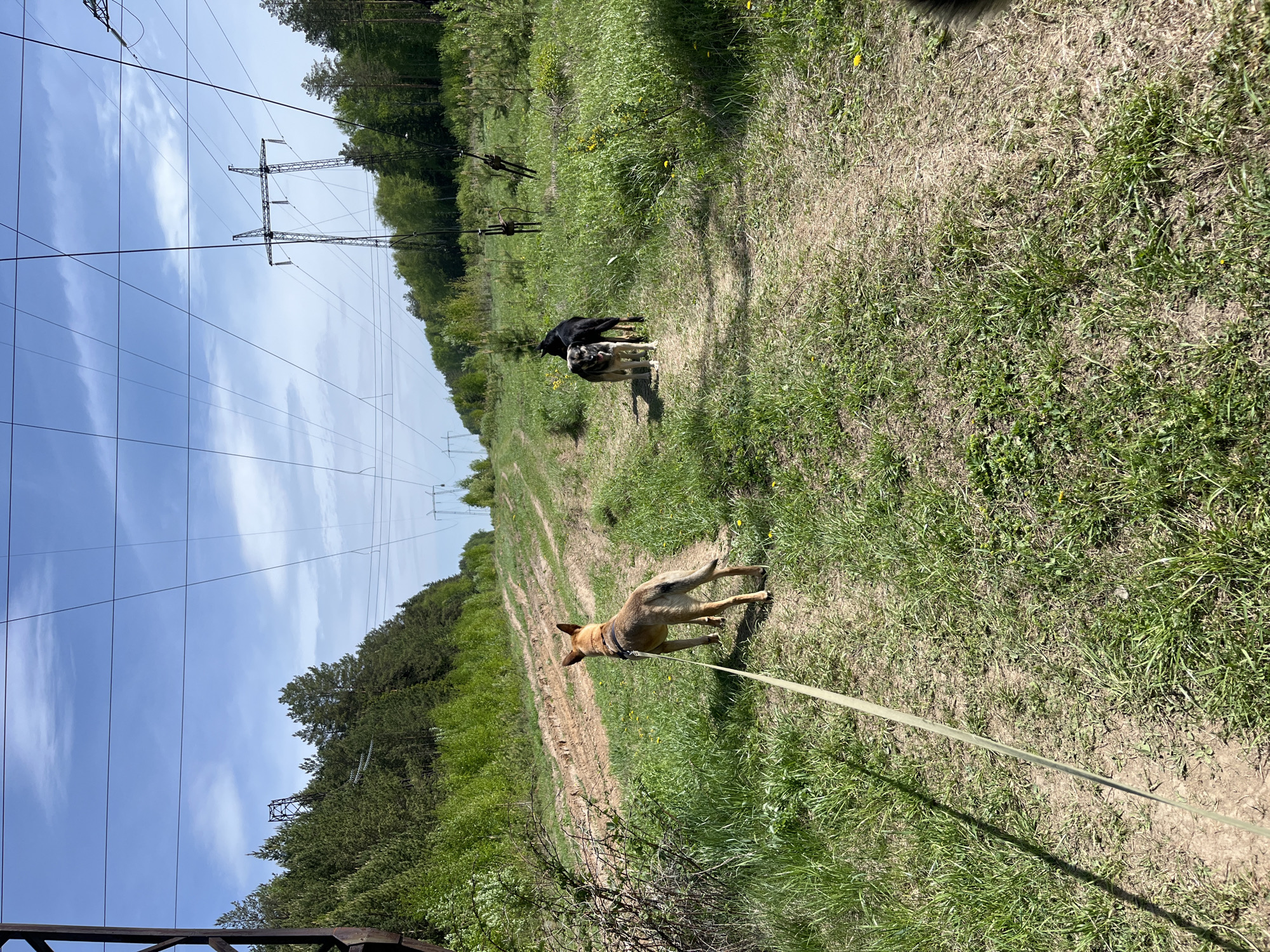 The scene depicts a grassy field adjacent to a dirt path. Two dogs are visible in the distance along the path, while a third dog, attached to a leash held by the viewer, is in the foreground. High-voltage power lines and their supporting towers run along the edge of the field. A forest is visible in the background. The location is identified as Nizhny Tagil, Russia.