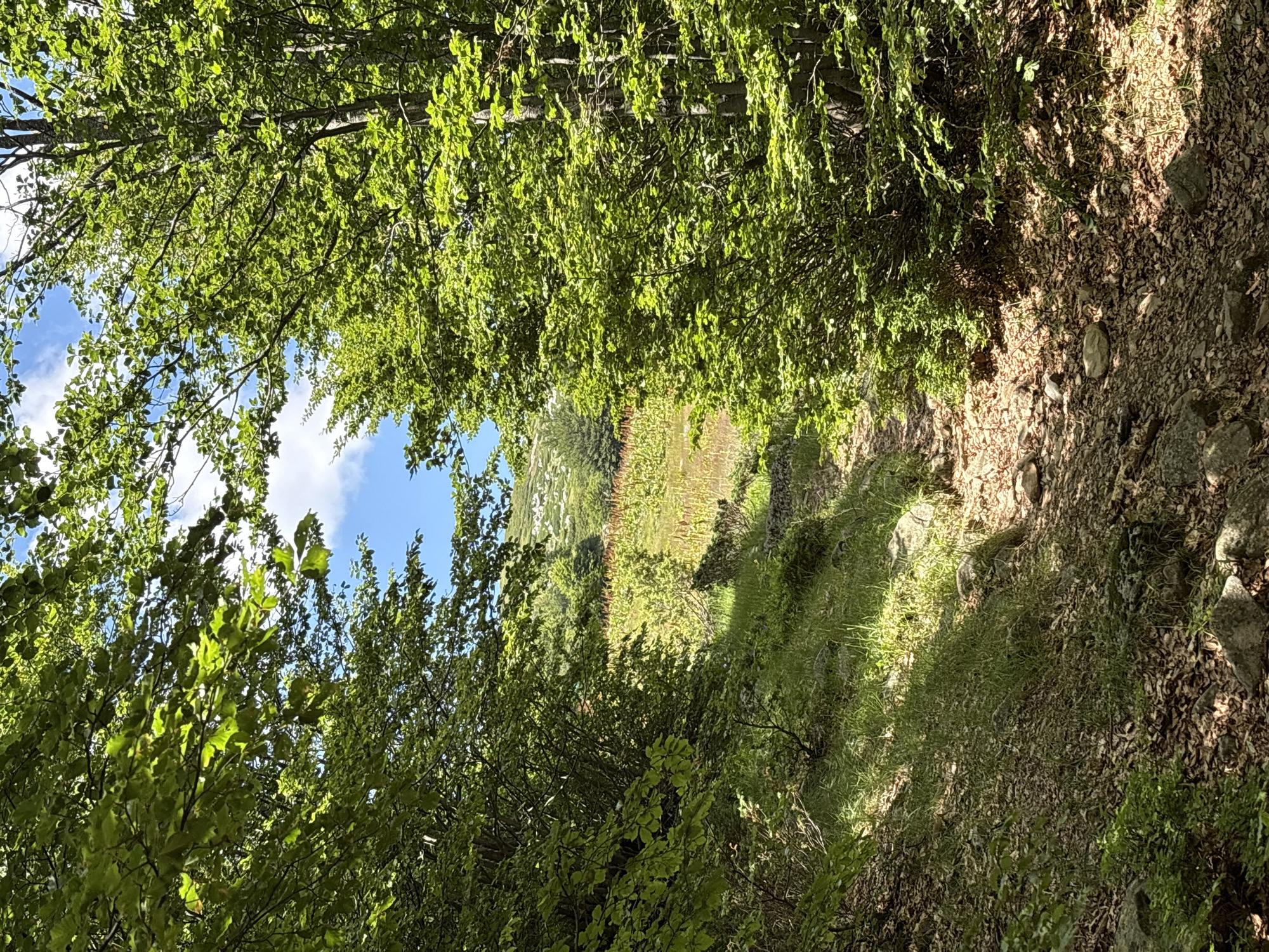 A narrow, dry path, covered in fallen leaves and small stones, leads downhill between dense green trees. Sunlight filters through the leaves, casting dappled shadows on the path and the grassy incline to the left. In the distance, a field of tall, dry grasses or reeds stretches towards a gentle hillside dotted with scattered white structures. The sky above is a bright blue with scattered white clouds. The scene is located in the vicinity of Katun Vulića, Montenegro.