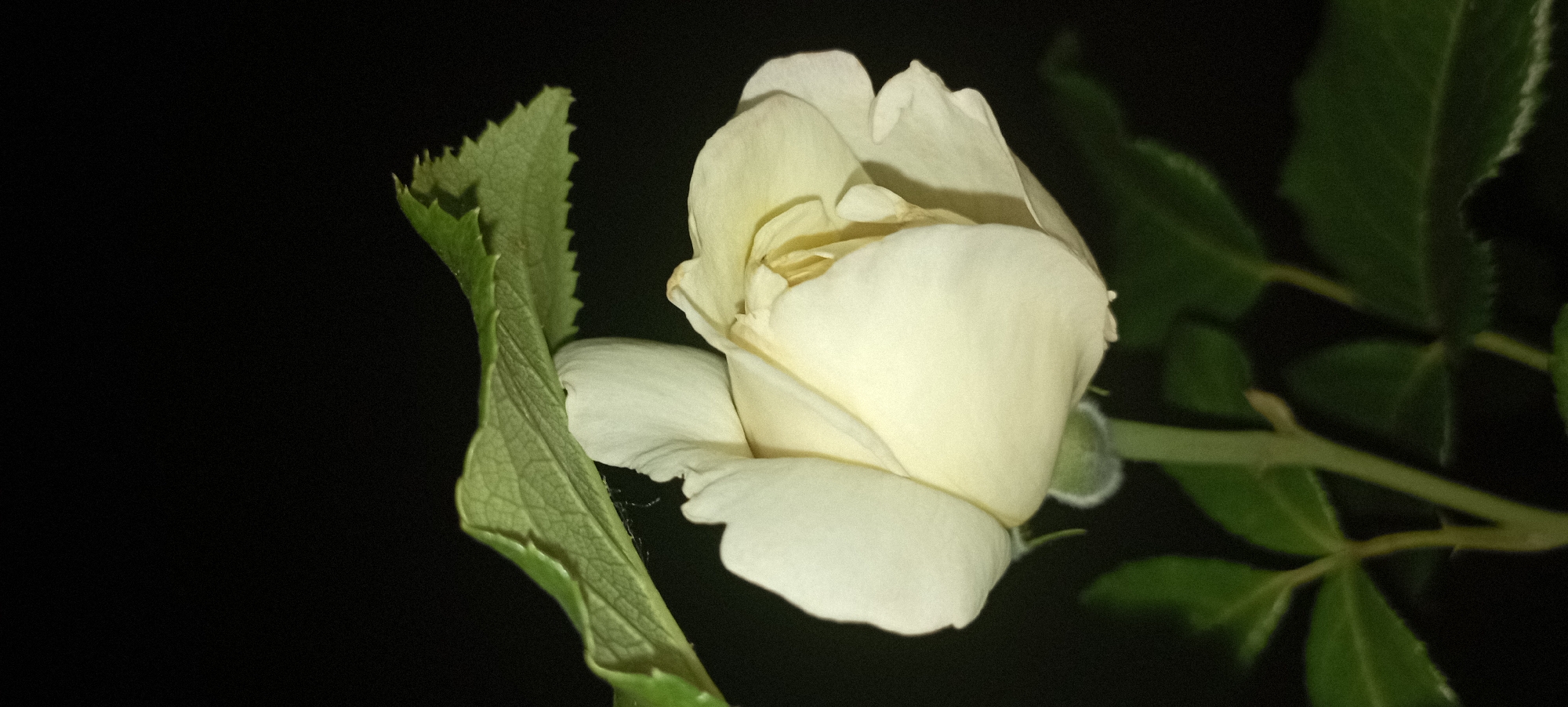 A white rosebud, partially open, is captured in close-up against a black background. A single green leaf, with serrated edges, arches over the top of the rosebud. Several other green leaves and a stem are visible below the flower. The lighting suggests it might be nighttime, with the subject illuminated from the front. The scene appears to be in a garden or natural outdoor setting, possibly in or near Radisne, Ukraine, given the context provided, though the image itself contains no direct evidence of its location.