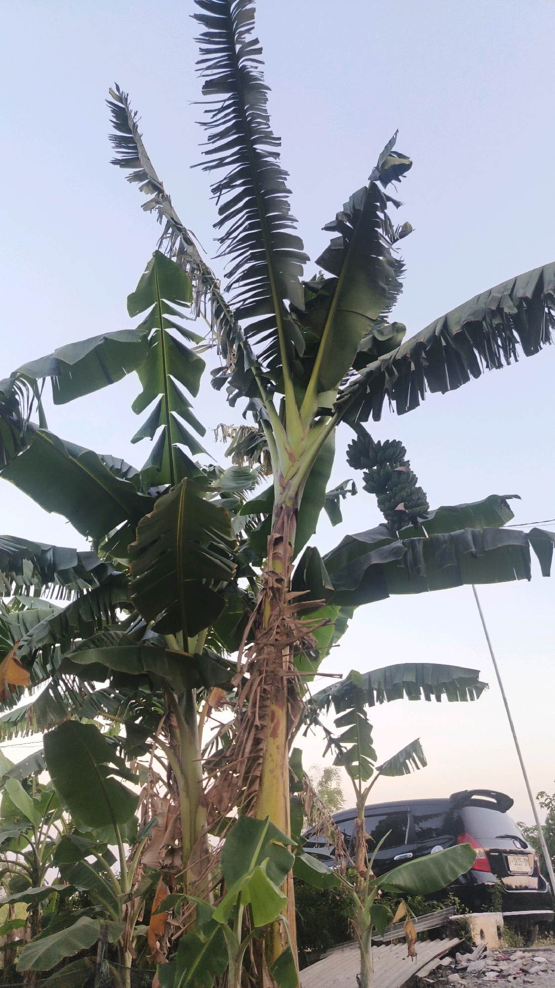 The image depicts a cluster of banana trees in Boboh, Indonesia. The trees are lush with large green leaves, some of which appear tattered. A bunch of green bananas is visible on one of the trees. In the background, a black car is parked. The environment appears to be outdoors, possibly a rural or semi-urban area given the presence of both natural vegetation and a vehicle. The sky is clear and pale, suggesting it might be daytime or early evening. Debris, including broken planks and building materials, is scattered on the ground in the foreground and around the car, hinting at some ongoing construction or recent damage. No people are visible in the frame.