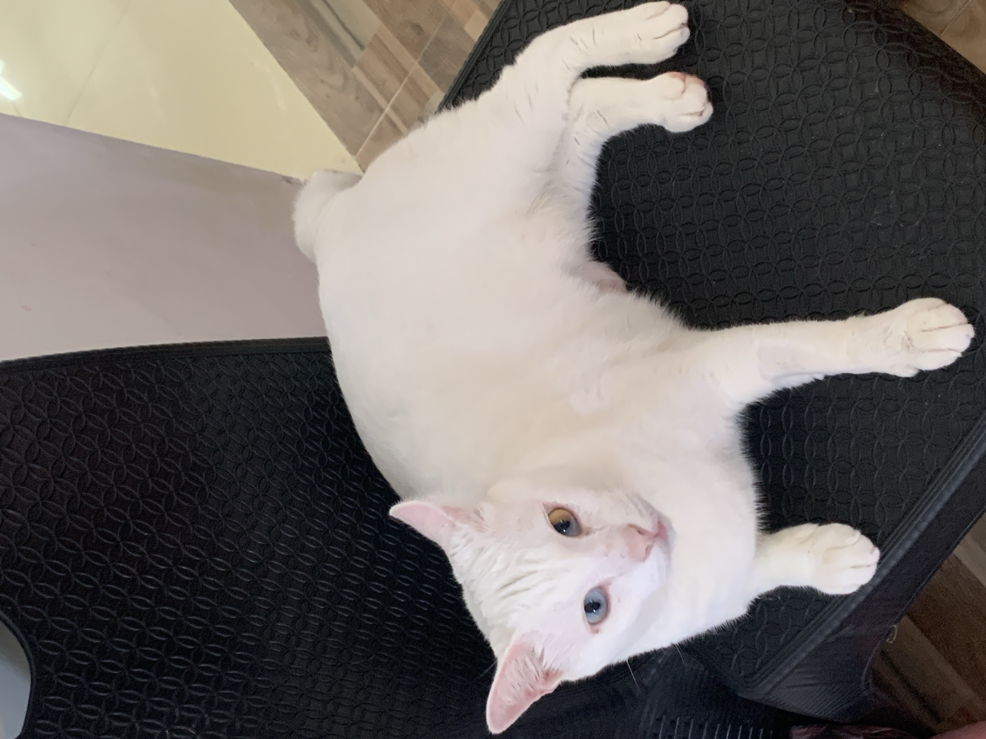 A white cat with heterochromia, one blue eye and one brown eye, is lying on a black textured chair. The cat is facing the viewer, with its body slightly angled. The background shows a wall and a tiled floor, suggesting an indoor setting, possibly in Sukawati, Indonesia. The chair has a patterned surface, and the cat's fur is pure white. The overall scene is brightly lit.