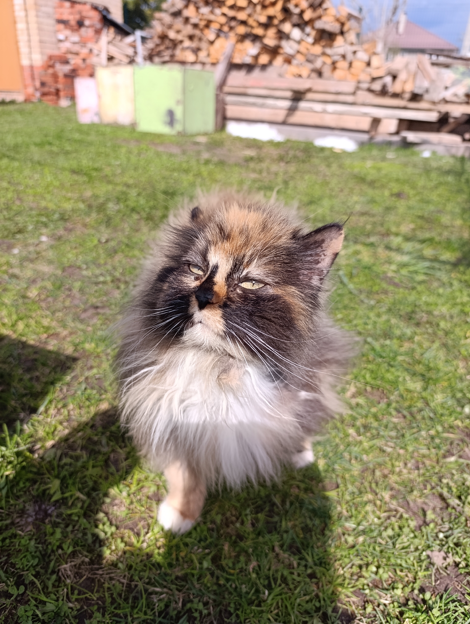 A fluffy, tricolor cat with black, brown/orange, and white fur is the central subject of the image, positioned on a patch of green grass. Its face is dark, with lighter fur around its nose and mouth, and prominent white whiskers fan out from its muzzle. The cat's eyes are a light yellow-green hue, appearing slightly narrowed, possibly due to bright sunlight. It looks directly at the viewer, giving an impression of alertness or mild contemplation.
The cat is casting a distinct shadow on the grass to its left, indicating a sunny outdoor environment. The grass itself is vibrant green with some bare patches of soil. In the blurred background, there's a large, untidy stack of cut wood or lumber, suggesting a rural or backyard setting. To the left of the woodpile, several rectangular structures are visible: a light yellow one and two light green ones, possibly doors or sheds. A glimpse of a brick structure can be seen further to the left. The overall scene suggests a bright, clear day. There is no visible text in the image.
