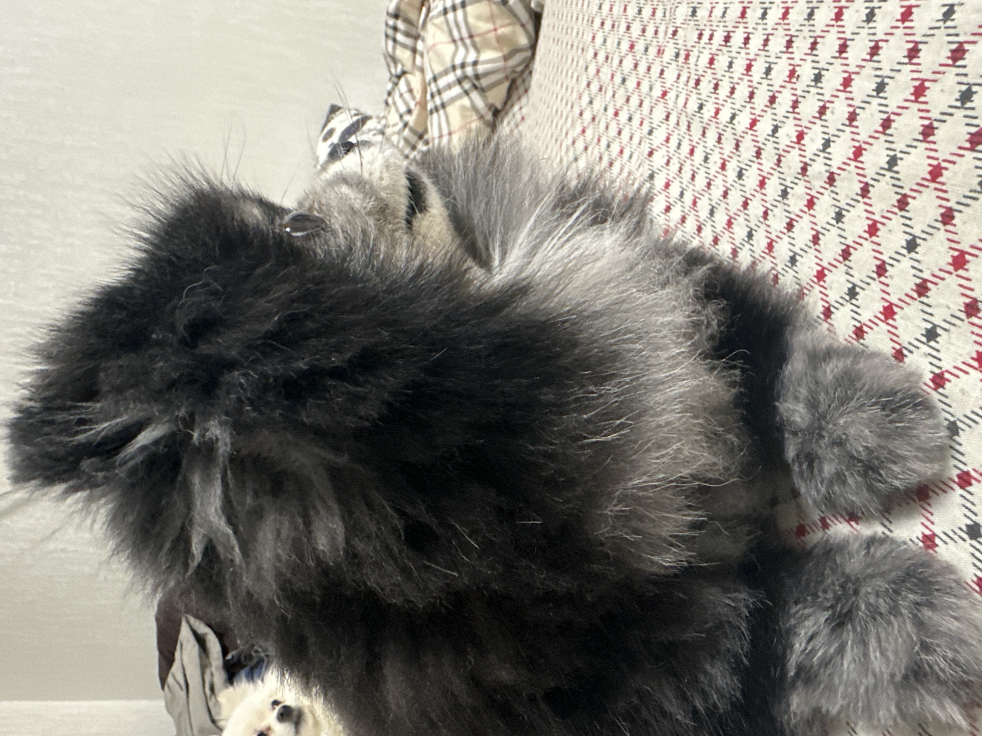The image shows a close-up of a black and grey Pomeranian dog lying on a patterned surface. The dog is facing to the right, with its head turned away from the camera. Its fur is thick and fluffy, with lighter grey fur around its neck and chest. In the background, another smaller white dog is visible, partially obscured by the larger dog. There is also a plaid blanket visible in the background. The patterned surface the dogs are on appears to be a bed or sofa. The lighting suggests it is daytime. There is no specific information in the image to suggest a location in Ufa, Russia.