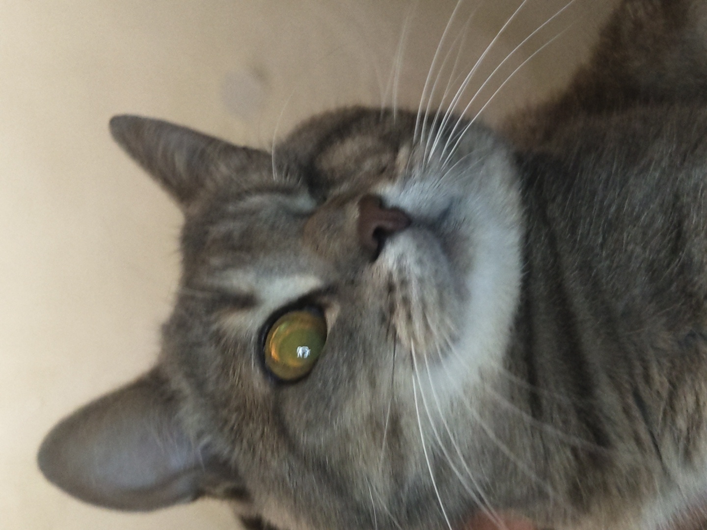 A close-up, head-and-shoulders shot shows a tabby cat with one eye open, looking towards the viewer. The cat's fur is gray and black striped. The open eye is a bright green-yellow color, and the pupil is dilated, reflecting a light source. The cat's other eye is not visible. Its nose is a pinkish-brown color, and its whiskers are long and white. The background is a plain, light-colored wall.