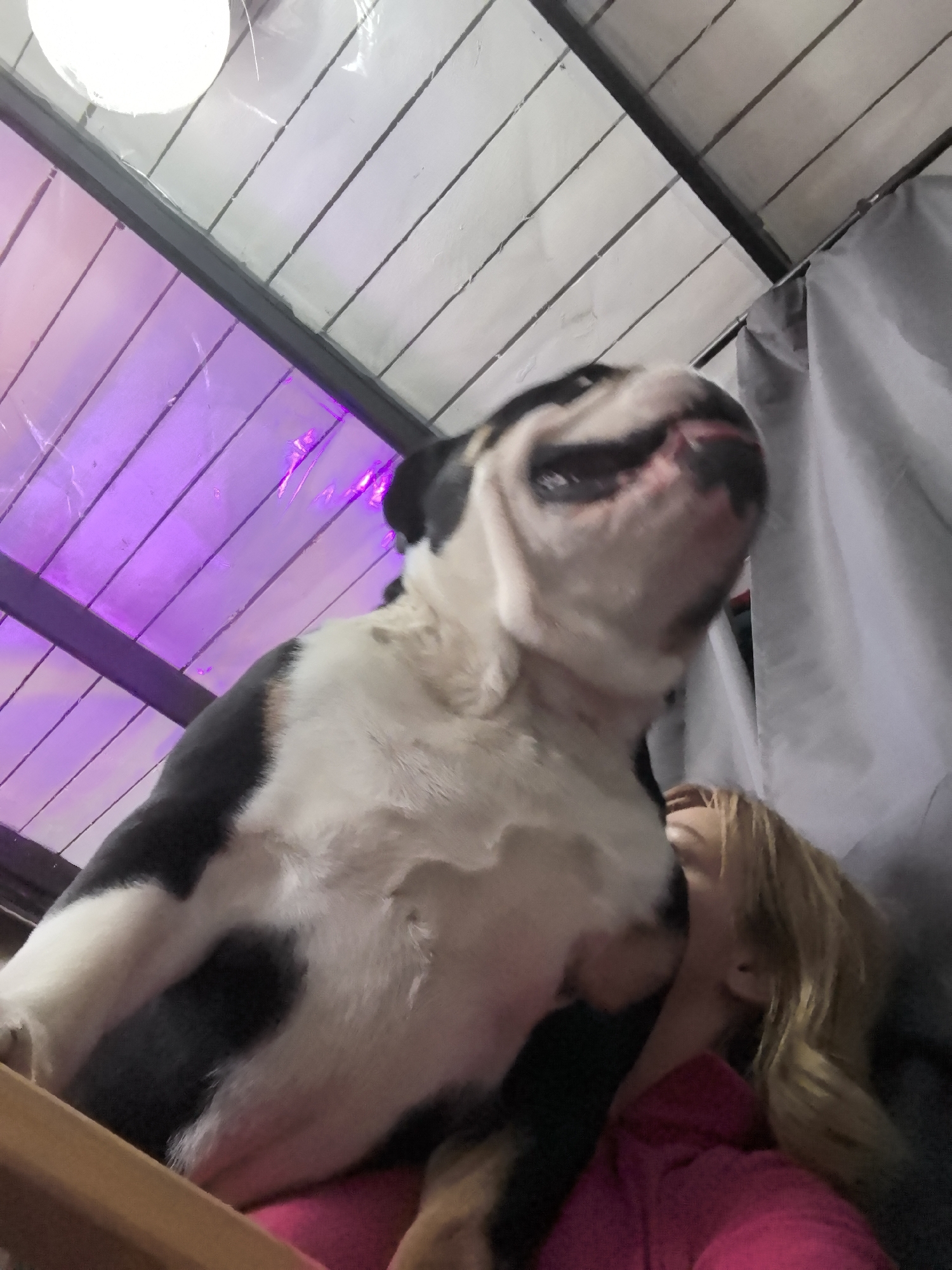 An upward-angled photograph depicts an indoor scene in the city of Noviy, Russia. The central subject is a black and white dog, likely a Bulldog, positioned prominently in the foreground. Its head is angled upwards and to the right, with its mouth slightly open, revealing a portion of its tongue. Below and to the right of the dog, a person with long, light-brown hair is partially visible, wearing a pink garment. A wooden rail is situated in the lower left foreground. The background features a ceiling composed of white planks, bisected horizontally by a dark beam. The upper left section of the ceiling is illuminated by a round white light fixture, while the lower left ceiling area is distinctly illuminated with a purple light. A gray curtain or fabric hangs vertically along the right side of the frame.