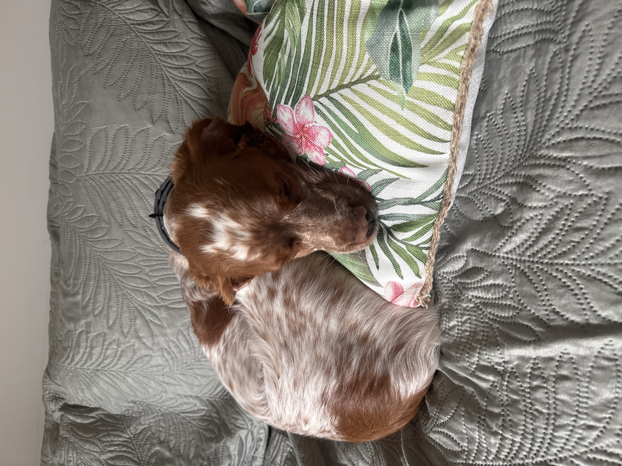 A brown and white Cocker Spaniel wearing a black collar is curled up asleep on a grey textured bed with a leafy patterned pillow in Sofia, Bulgaria.