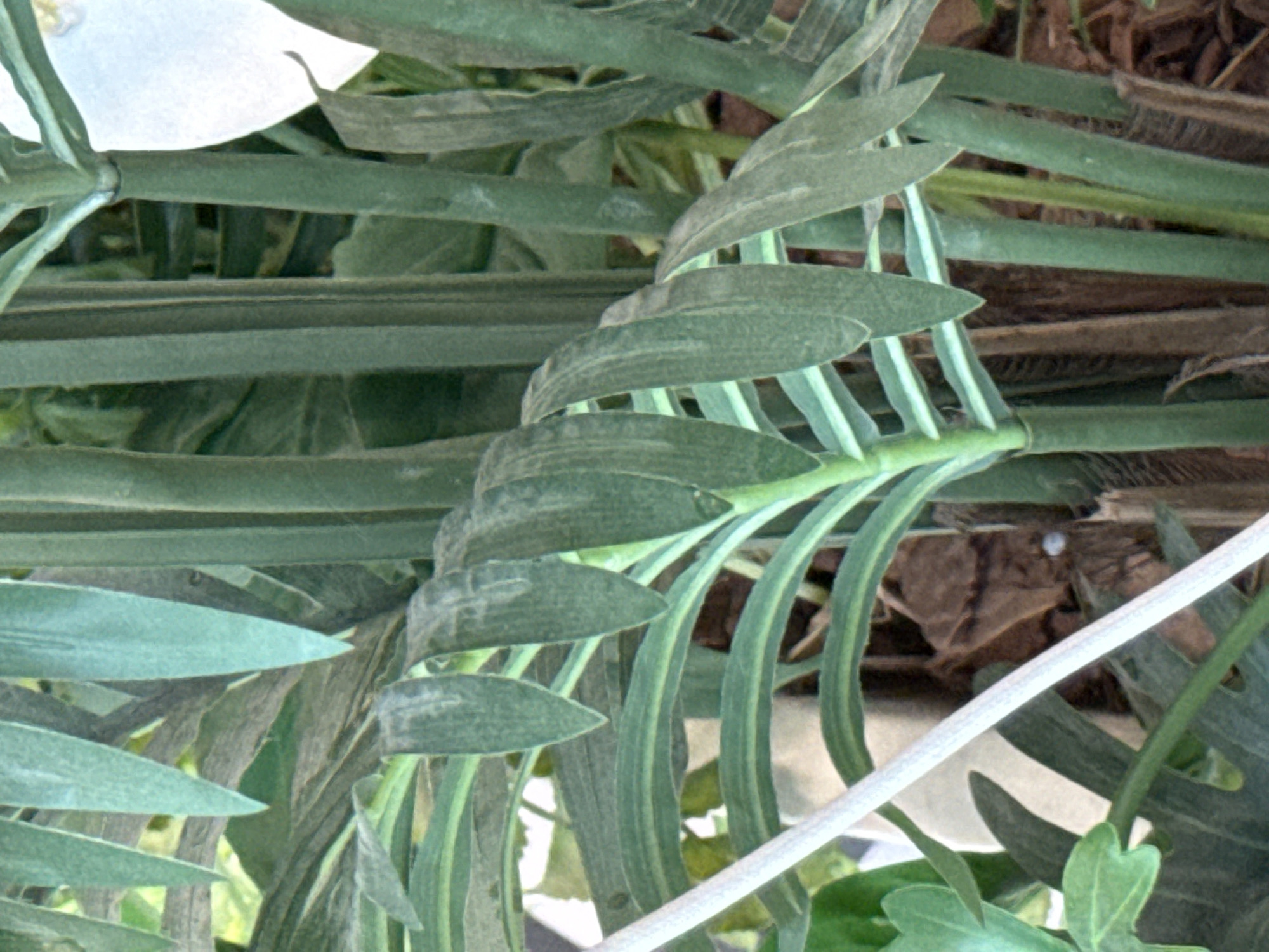 The image shows a close-up view of lush green foliage. The plants are tall and have long, lance-shaped leaves. The leaves are arranged in a spiral pattern around the stems. The stems are thick and green, with a ribbed texture. In the background, there are other plants and some brown, dry leaves on the ground. The lighting suggests it is daytime, and the focus is on the intricate details of the plant's structure. There are no people or animals visible in the image. The location in the city of Ob, Russia, is not discernible from the visual information provided in the image.