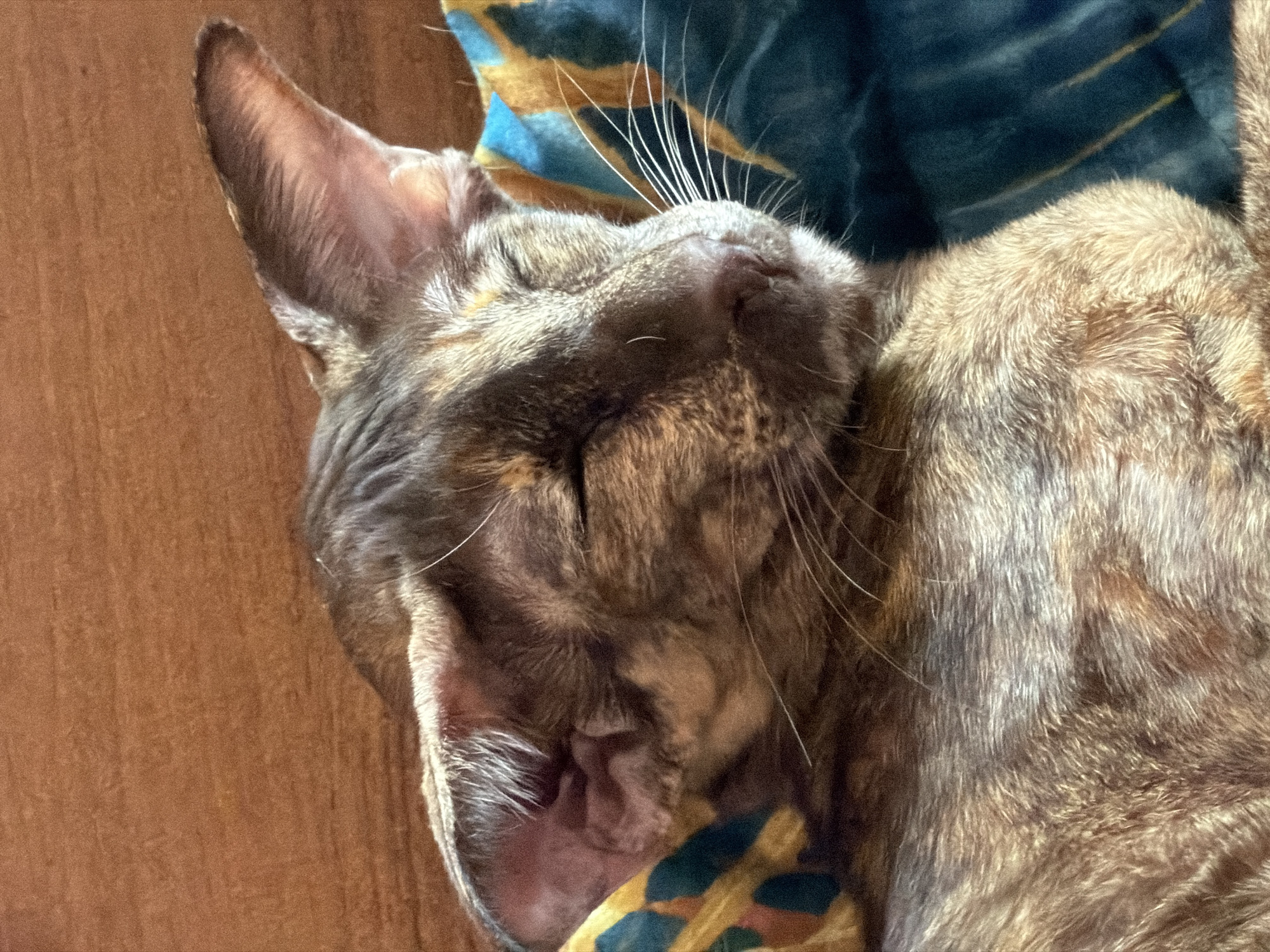 A close-up, high-angle shot shows a sleeping cat. The cat has brown and grey marbled fur and is lying on a patterned cushion with blue, green, and yellow colors. The background includes a wooden surface. The location is not identifiable from the image.