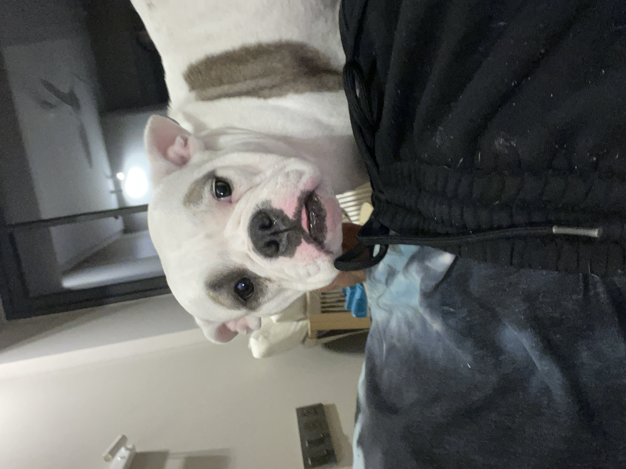 An American bulldog with white fur and brown patches peers into the camera from a position adjacent to a person wearing dark clothing. The background contains partial views of a room including wall fixtures, a hallway, and a wooden object resembling a crate. There is no information to determine if the photograph was taken in Πόρτες, Greece.