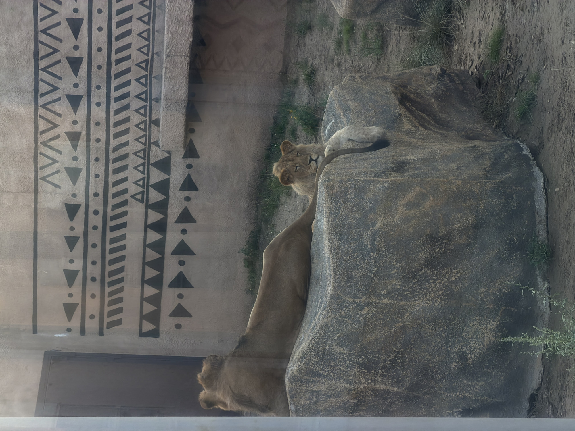 This media file shows two lions in an enclosure, likely at a zoo, with a decorative wall in the background. The wall has a pattern of dark triangles and dots against a lighter background. One lion is lying on a large, textured rock, with its head resting on the rock and its body partially obscured. The other lion is lying in front of the rock, with its head facing to the left and its body stretching out. The scene appears to be outdoors, with some grass and dirt visible. The lighting suggests it could be daytime. There is no visible text in the image.
