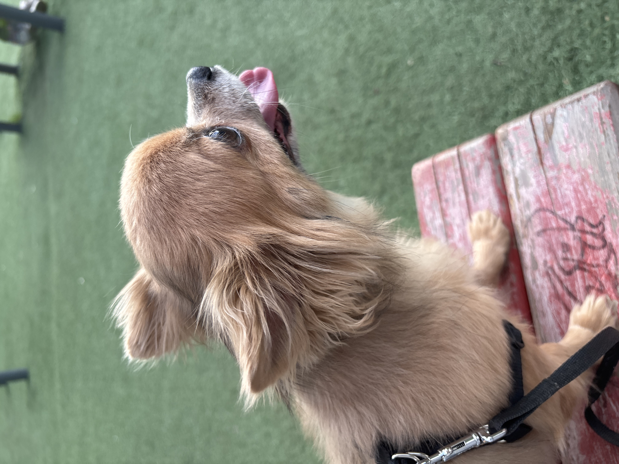 A light brown, long-haired dog, possibly a mixed breed, is prominently featured in this high-angle shot taken in Moscow, Russia. The dog is lying or resting on a weathered reddish-brown wooden surface, likely a bench or platform, which shows signs of peeling paint. Its front paws are extended forward on the wooden surface. The dog is wearing a black harness with a metallic clip and a black leash, which trails off to the right.
The dog is looking upwards and slightly to the right, with its pink tongue partially extended from its mouth, suggesting curiosity, anticipation, or possibly panting. Its eyes appear partially closed or squinting, giving it an expressive look. The background consists of a uniform green surface, resembling artificial turf or carpet, indicating an outdoor or semi-outdoor pet-friendly environment. The lighting suggests it is daytime. There is no discernible text visible on any of the subjects or objects in the image.