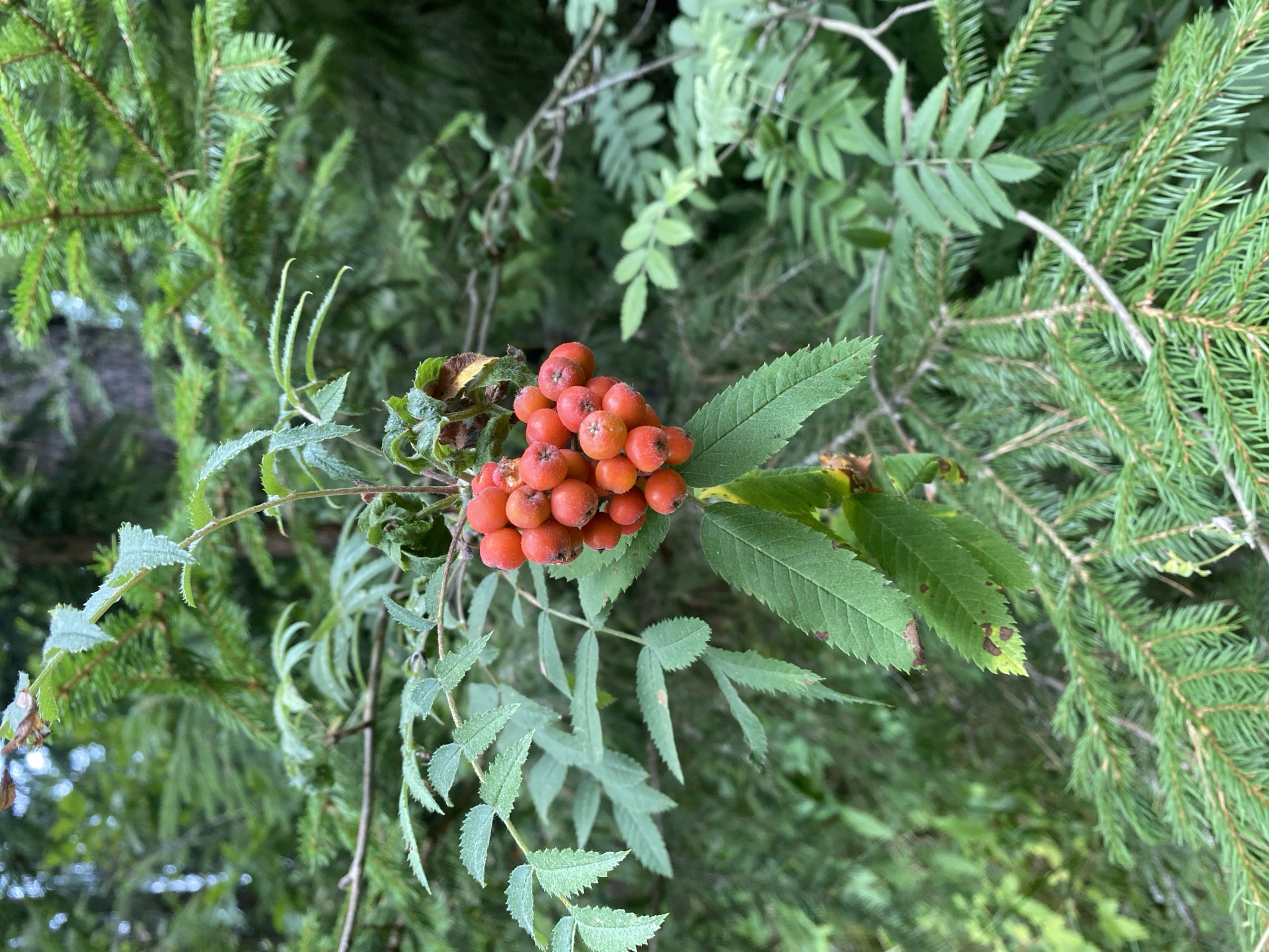 A cluster of vibrant orange-red berries hangs from a branch, surrounded by lush green foliage and the needles of a conifer tree. The berries are small and round, clustered tightly together on a stem. The leaves of the berry-bearing plant are serrated and compound, with multiple leaflets arranged along a central stem. In the background, the dense greenery suggests a natural, wooded environment. The image appears to have been taken outdoors, possibly in a forest or park. There are no people or discernible human activity depicted in the image. The lighting is natural, indicating daylight. The scene is consistent with a view of wild flora in a temperate climate.