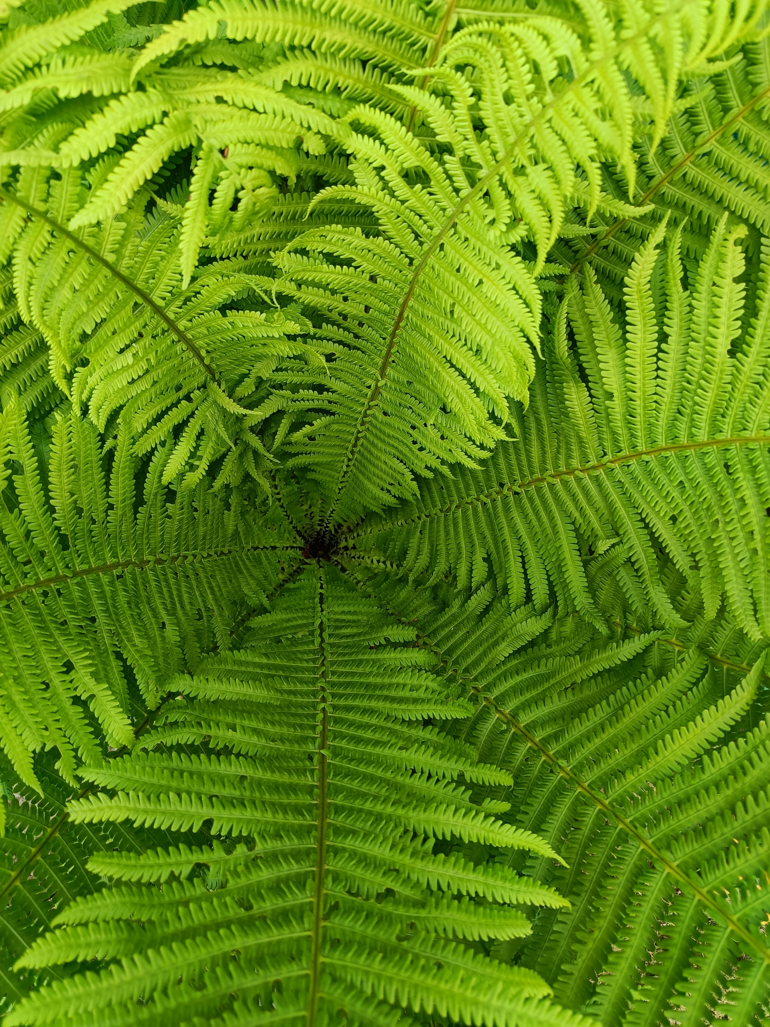This is a top-down, close-up shot of bright green fern fronds. The fronds are fanned out in a circular pattern, with the center appearing dark and somewhat mysterious. The detail of the individual leaflets, which are serrated and arranged along the stems, is clearly visible. The lighting suggests it is daytime, and the lushness of the ferns implies a natural, possibly damp environment. There is no visible text, people, or specific activity taking place. The setting appears to be natural and outdoors.